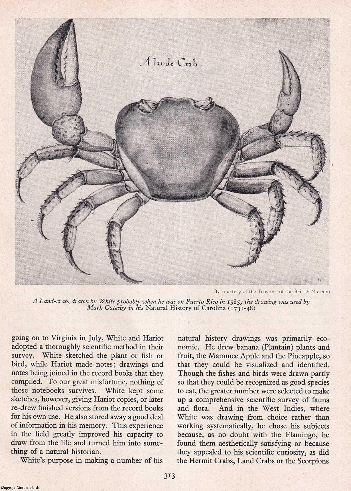 HULTON, D.B. QUINN & P.H. - John White and The English Naturalists. An original article from History Today magazine, 1963.