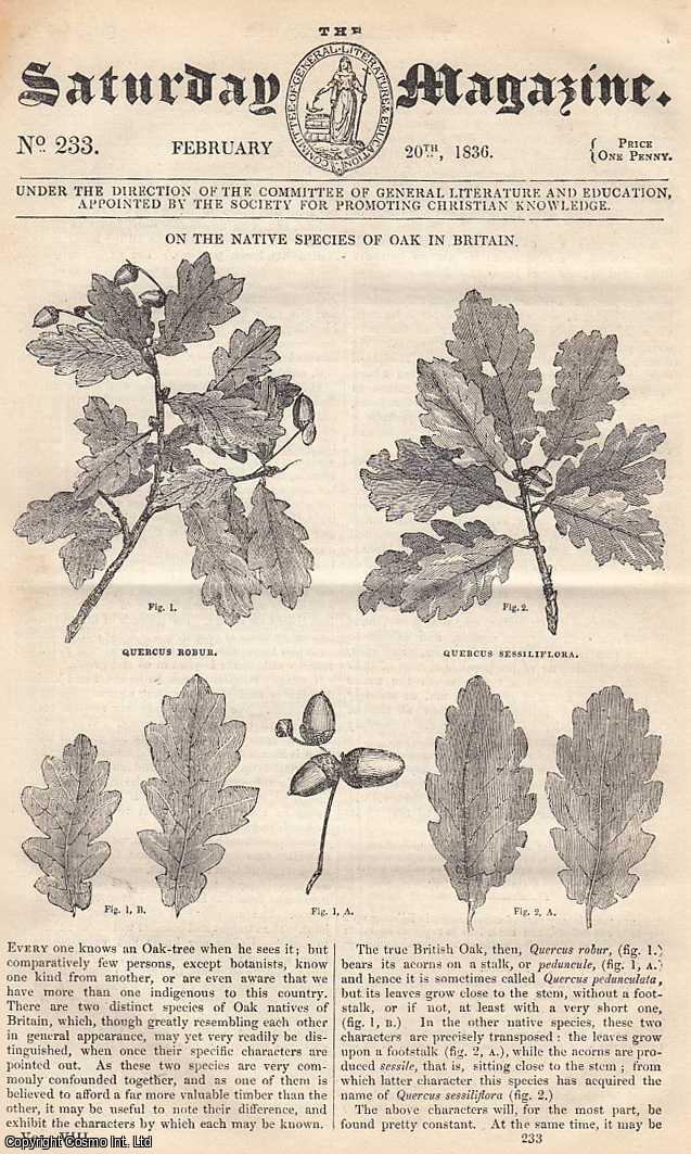 Saturday Magazine - The Native Species of Oak in Britain; A South-American Slave-Market; Use of Small Birds in Destroying Insects; The Battle of Cressy, France, etc. Issue No. 233. February, 1836. A complete original weekly issue of the Saturday Magazine, 1836.
