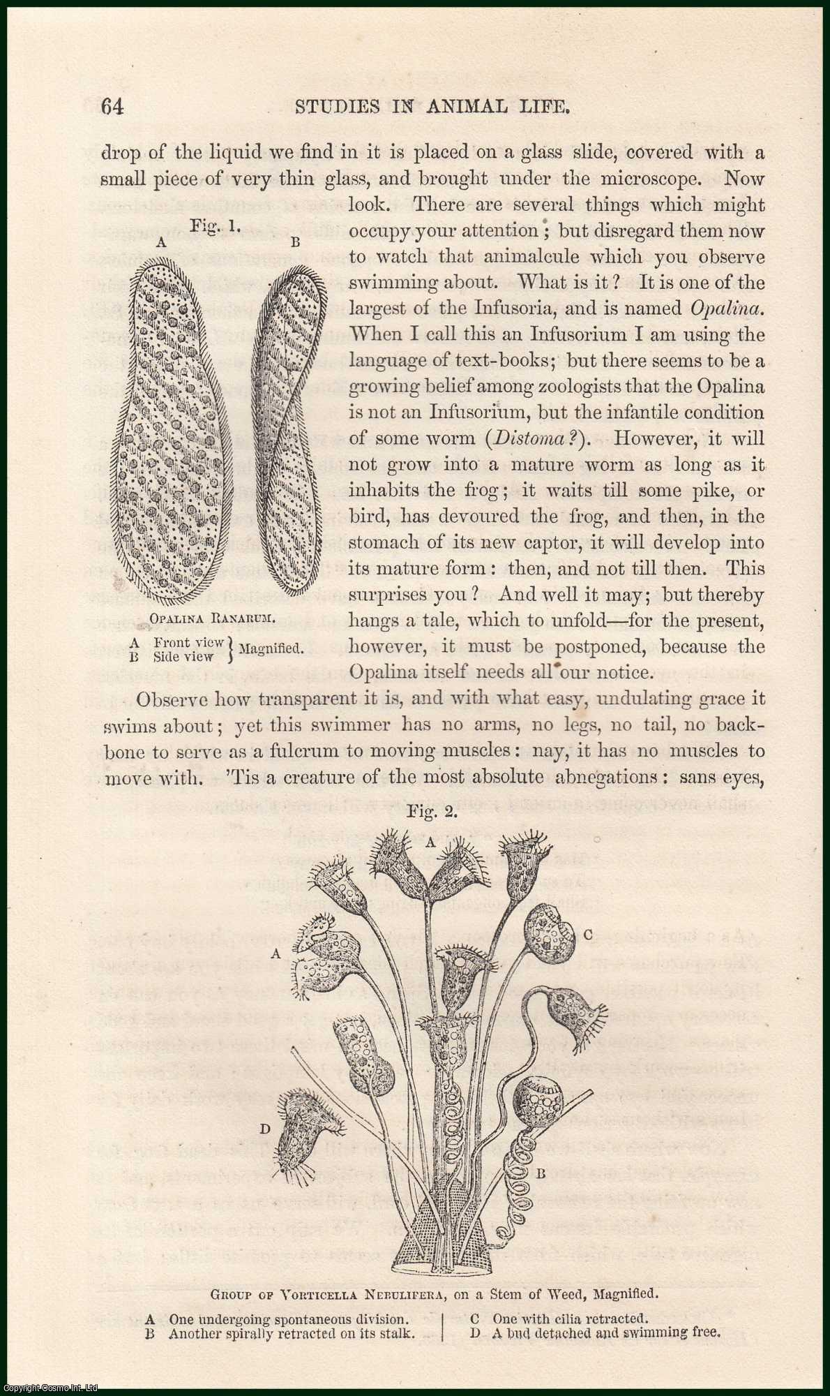 LEWES, G. H. - Studies in Animal Life (Chap. I). A rare article from the Cornhill Magazine, 1860.