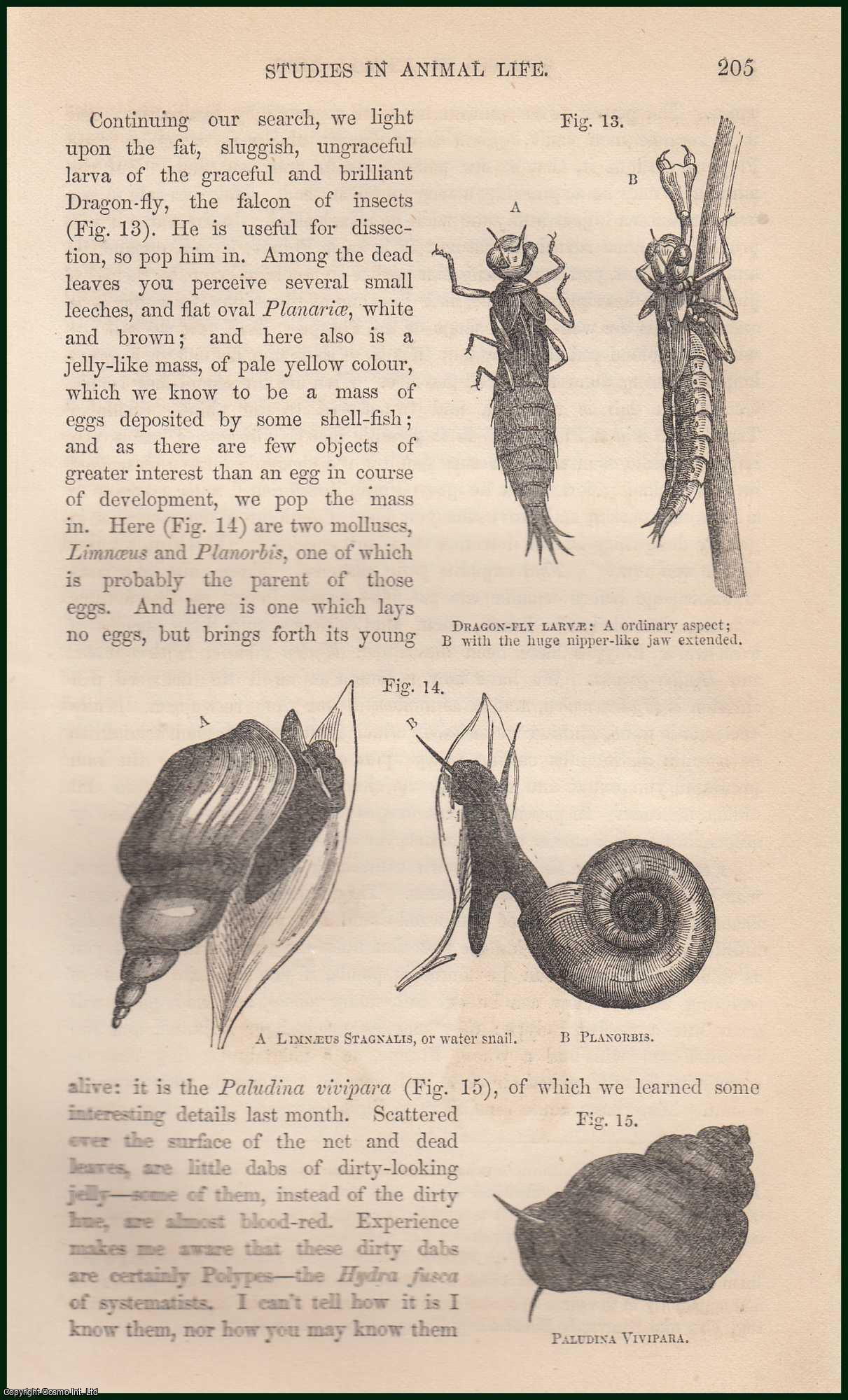 LEWES, G. H. - Studies in Animal Life (Chap. II). A rare article from the Cornhill Magazine, 1860.