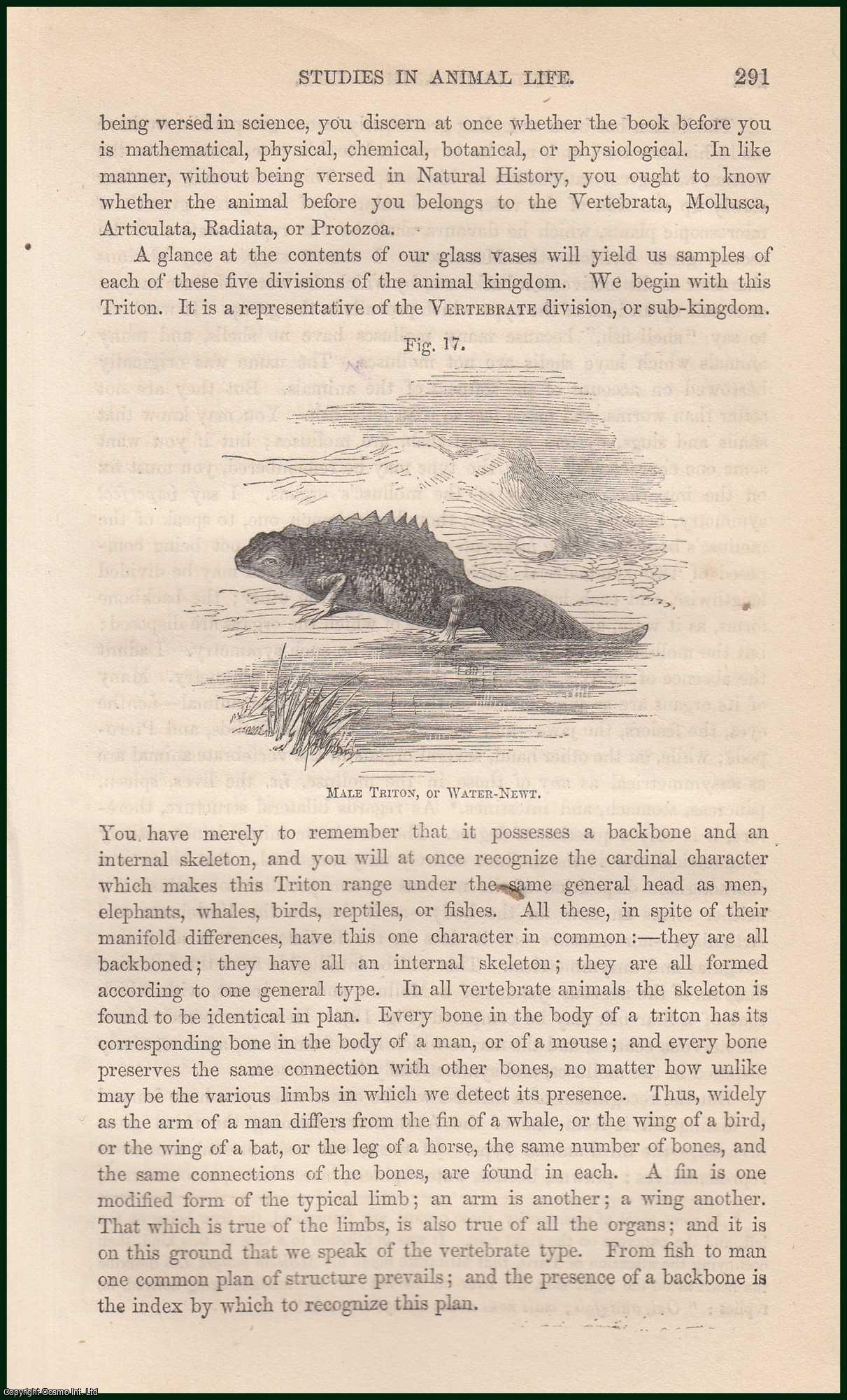 LEWES, G. H. - Studies in Animal Life (Chap. III). A rare article from the Cornhill Magazine, 1860.