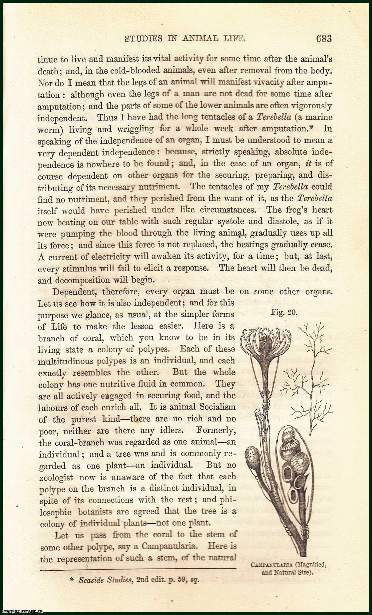LEWES, G. H. - Studies in Animal Life (Chap. VI). A rare article from the Cornhill Magazine, 1860.