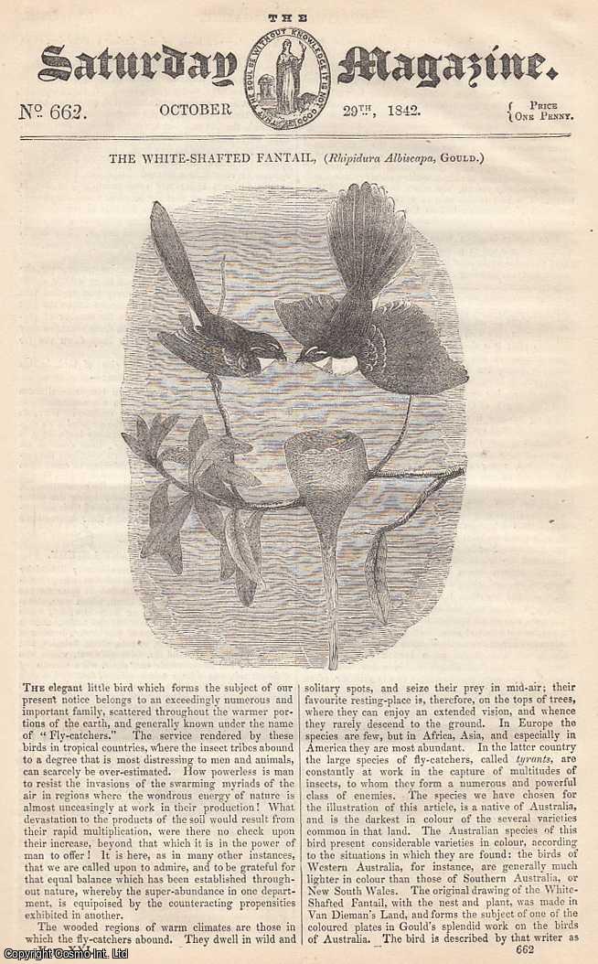 ---. - The White-Shafted Fantail; A Voyage down The Danube: Peterwardein, Semlin, Belgrade, The Shallows, part 6; Calotype Pictures, etc. Issue No. 662. October, 1842. A complete rare weekly issue of the Saturday Magazine, 1842.