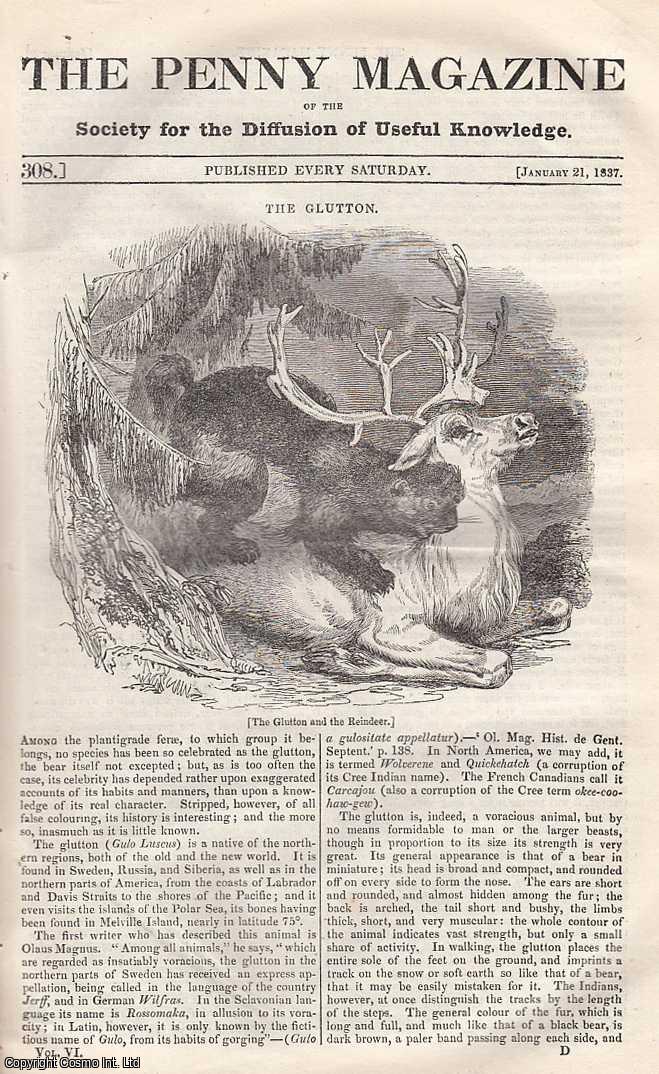 --- - The Glutton (Bear); Recent State of The Records; Supply of Large Capitals with Food, etc. Issue No. 308, January 21st, 1837. A complete rare weekly issue of the Penny Magazine, 1837.