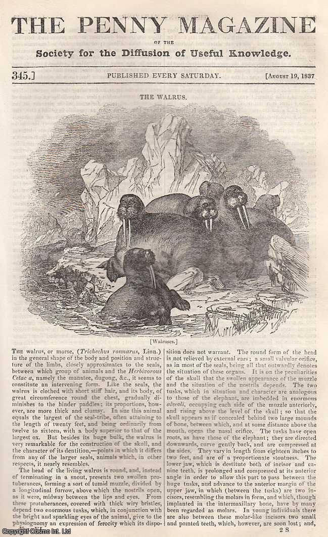 --- - The Walrus; Education; Sketches of The Peninsula: Elvas, part 6; Improvement of The Labouring Classes; Manners and Mode of Living in Berlin, etc. Issue No. 345, August 19th, 1837. A complete rare weekly issue of the Penny Magazine, 1837.