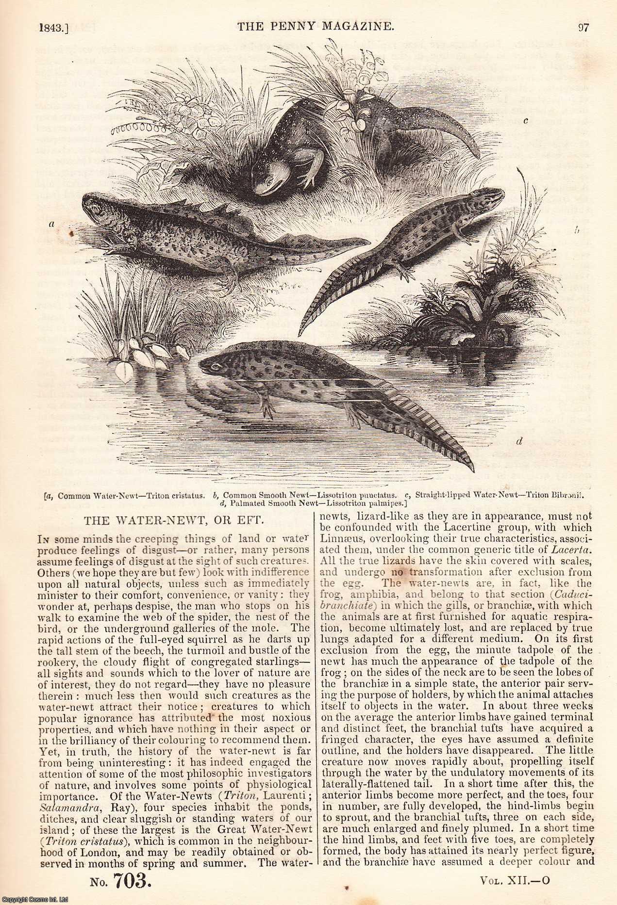 ---. - The Water-Newt, or Eft; The Tribes of India; Gloves and Glovers, part 2; Essays on The Lives of Remarkable Painters: Giotto, part 2, etc. Issue No. 703. A complete rare weekly issue of the Penny Magazine, 1843.