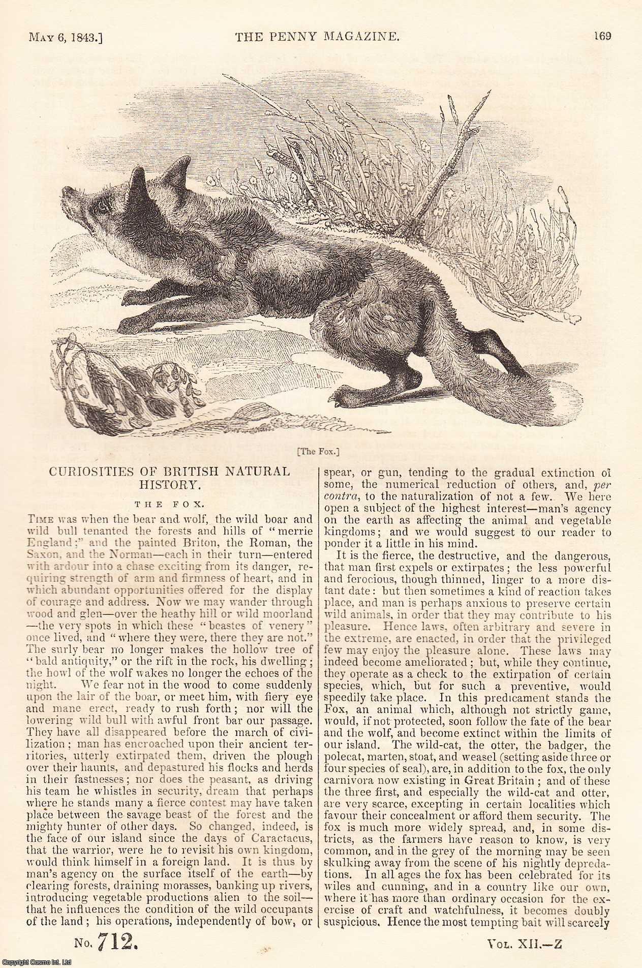 ---. - Curiosities of British Natural History: The Fox, part 1; The Casa Lonja, or Exchange, of Barcelona, and its Gratuitous Academies; Useful Applications of The Beech-Tree, part 2; Fish Hooks, etc. Issue No. 712. A complete rare weekly issue of the Penny Magazine, 1843.