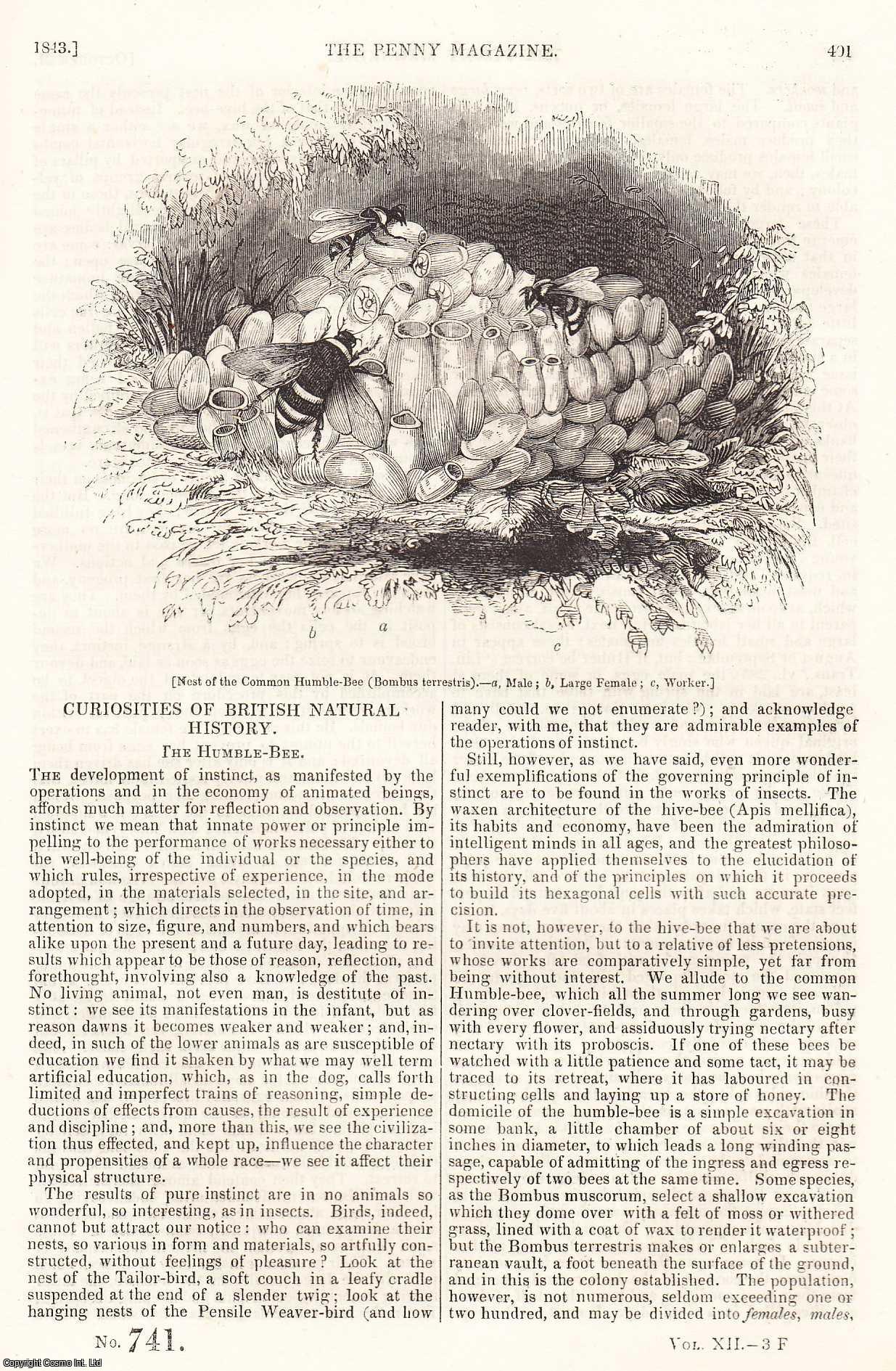 ---. - Curiosities of British Natural History: The Humble-Bee; Junction of The Atlantic and Pacific Oceans, part 2; Progresses of Queen Elizabeth, 1587-1591, part 11 , etc. Issue No. 741. A complete rare weekly issue of the Penny Magazine, 1843.