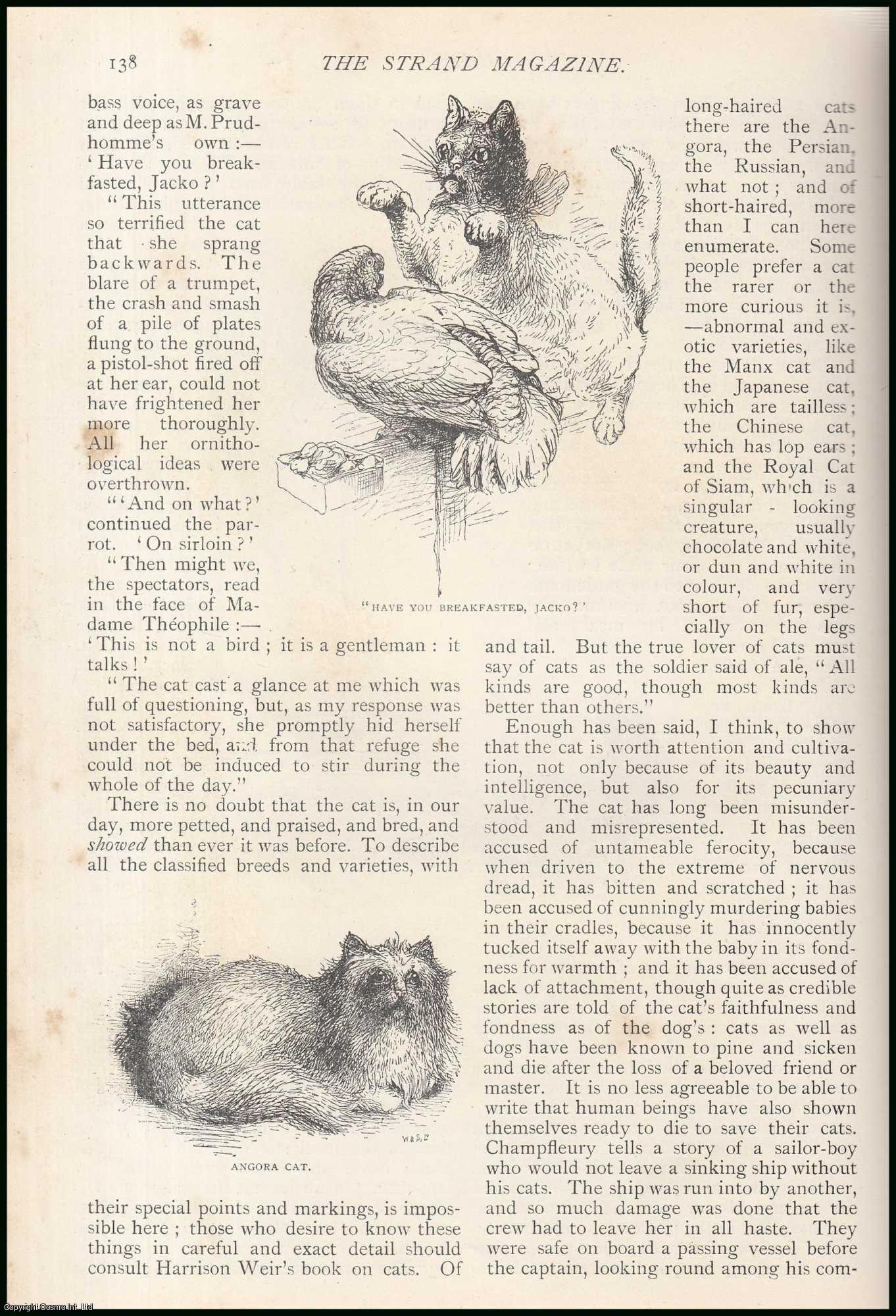 J. Maclaren Cobban - Cats (animal). An uncommon original article from The Strand Magazine, 1891.