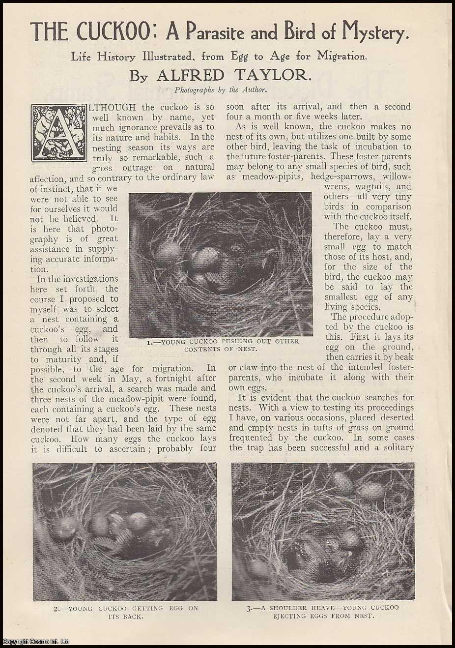 Alfred Taylor - The Cuckoo : a Parasite & Bird of Mystery. Life History Illustrated, from Egg to Age for Migration. An uncommon original article from The Strand Magazine, 1911.