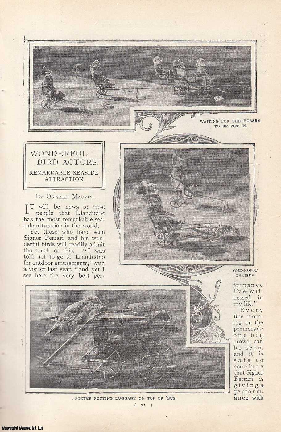 MARVIN, OSWALD - Wonderful Bird Actors: Remarkable Seaside Attraction (Llandudno). A rare original article from the Harmsworth London Magazine, 1900-01.