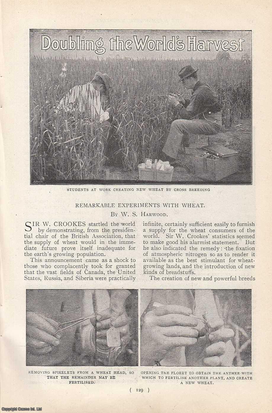 W.S. Harwood - Doubling The World's Harvest : Remarkable Experiments with Wheat. An uncommon original article from the Harmsworth London Magazine, 1901.