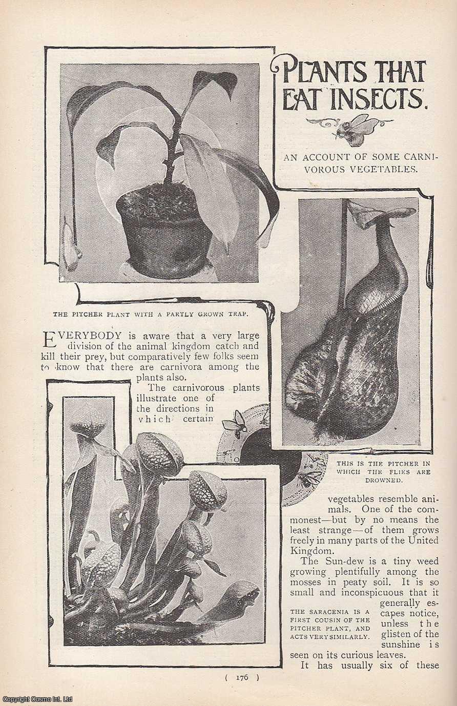 No Author Stated - The Common Sun-Dew, Plants That Eat Insects : An Account of Some Carnivorous Vegetables. An uncommon original article from the Harmsworth London Magazine, 1901.