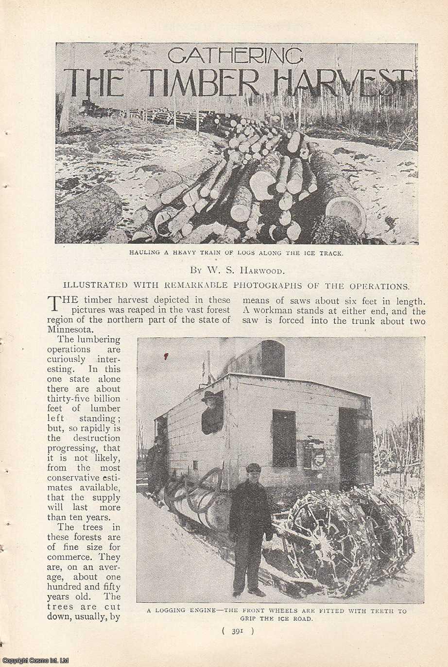 HARWOOD, W.S. - Gathering The Timber Harvest. A rare original article from the Harmsworth London Magazine, 1900-01.