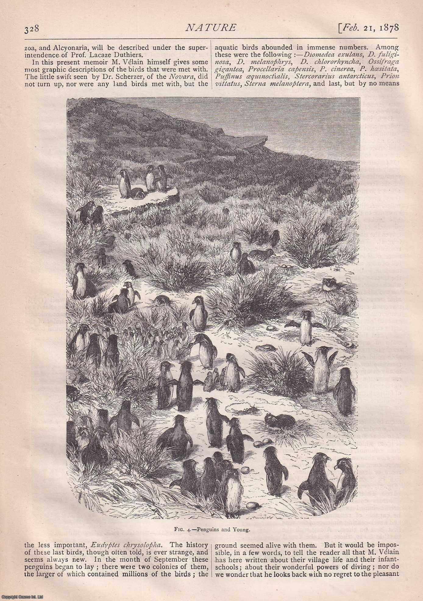 NATURE - Nature, Volume 17, Number 434. Nature. A Weekly Journal of Science. Thursday, February 21st, 1878.