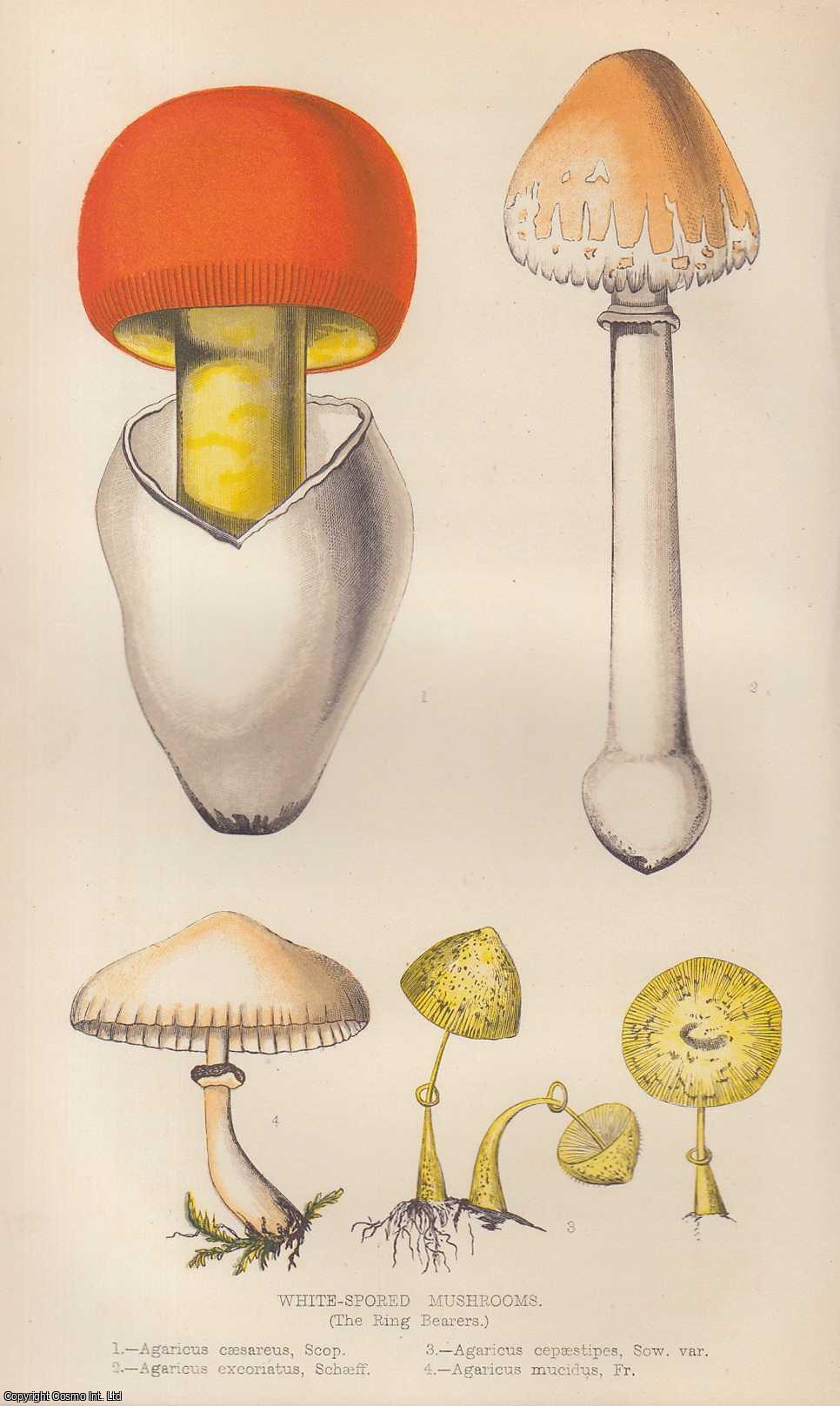 BERKELEY, M.J. - White-Spored Mushrooms (The Ring-Bearers). A rare original article from the Intellectual Observer, 1865.