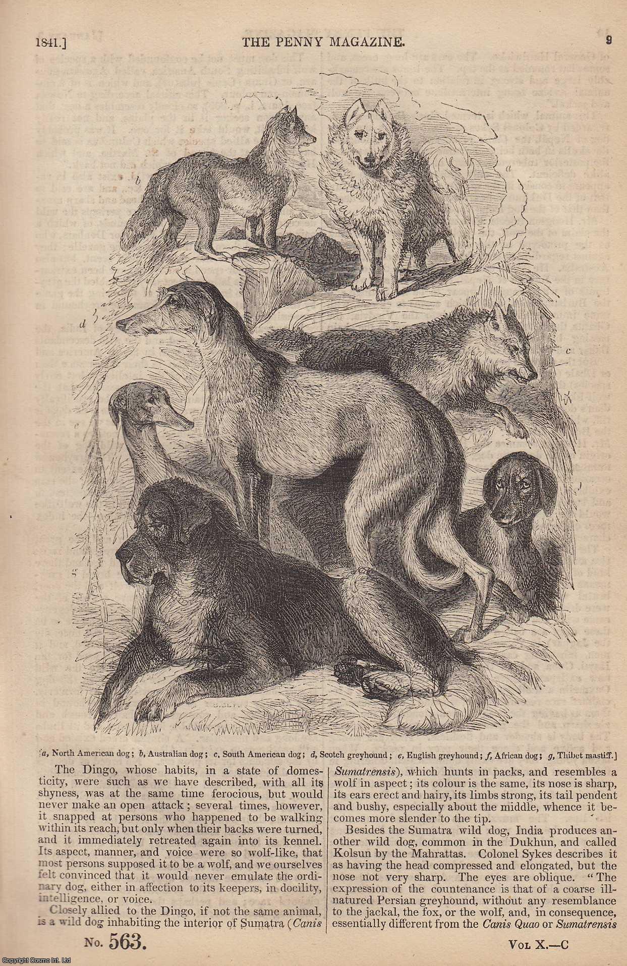 --- - Dogs, Wild and Domestic (2); Milk (2) (Domestic Chemistry); Shakespeare and His Will (2), etc. Issue No. 563, 1841. A complete rare weekly issue of the Penny Magazine, 1841.