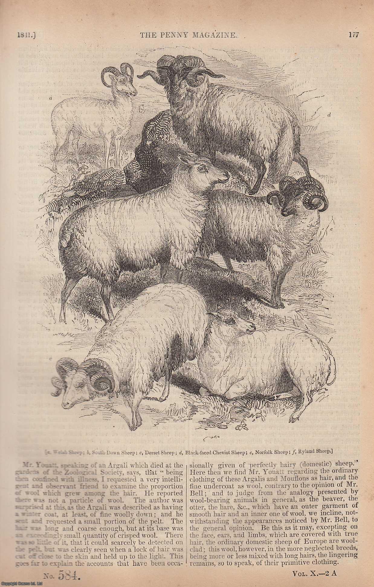 --- - British Sheep (2); Irrigation in The East; The Road and Travelling in The Olden Time (From Southampton to London), etc. Issue No. 584, 1841. A complete rare weekly issue of the Penny Magazine, 1841.