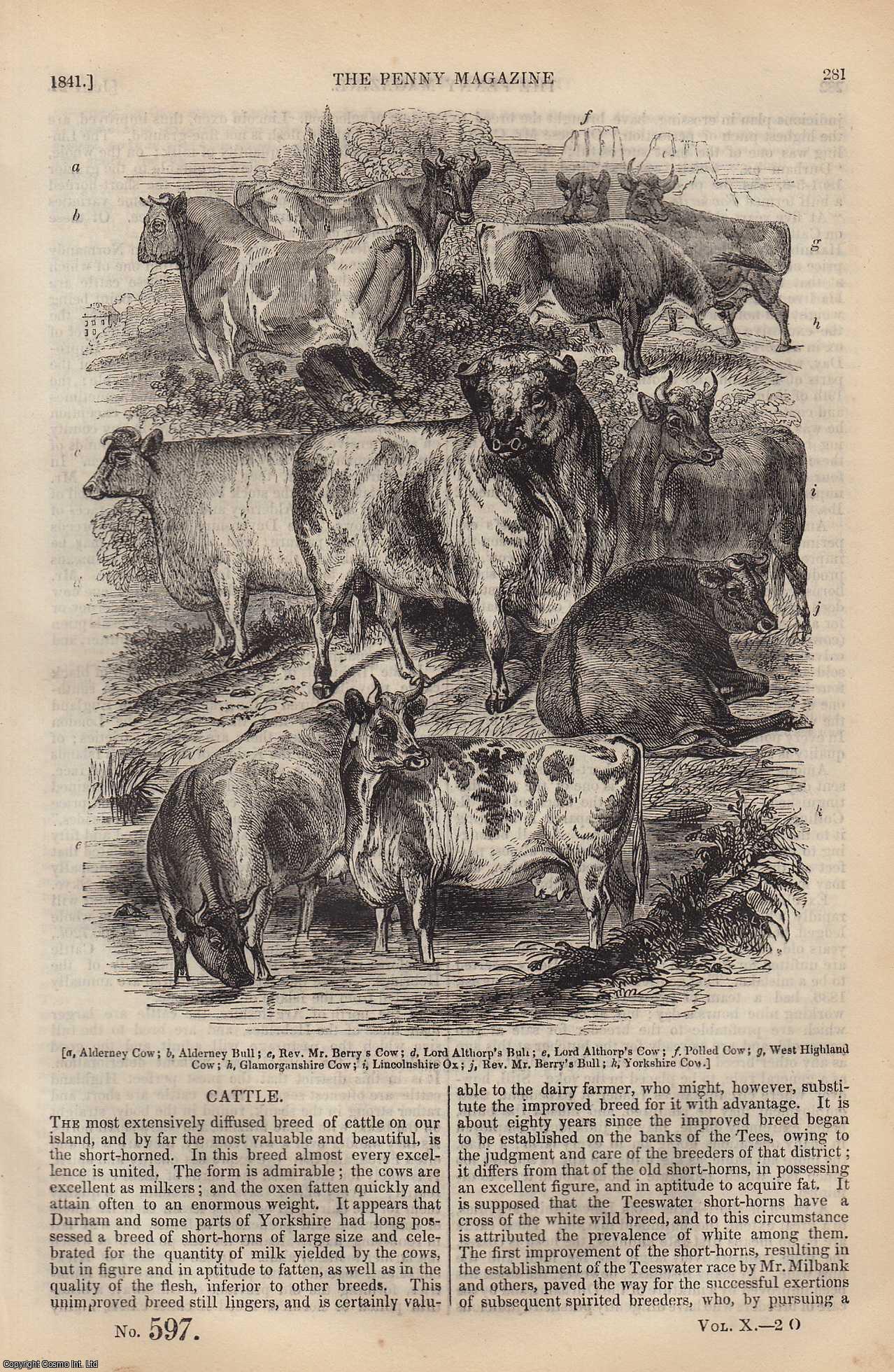 --- - Cattle (2) (cows); The Romances of Spain, The Cid (10), etc. Issue No. 597, 1841. A complete rare weekly issue of the Penny Magazine, 1841.