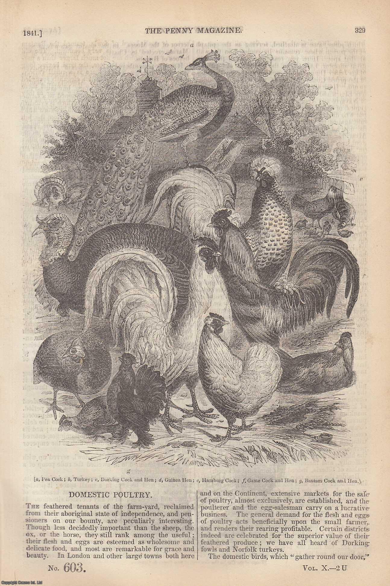 --- - Domestic Poultry (feathered); The Danube River (1) (Europe), etc. Issue No. 603, 1841. A complete rare weekly issue of the Penny Magazine, 1841.