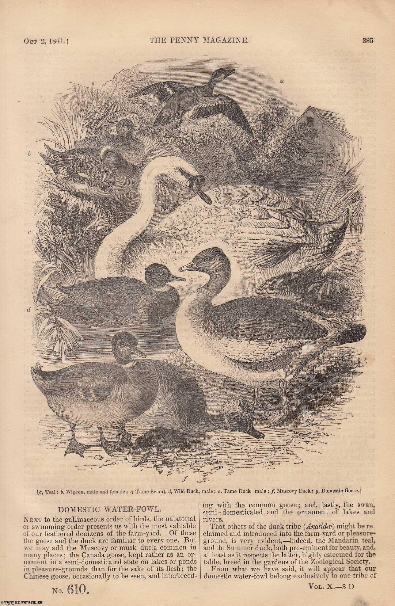 --- - Robert Burns (2) (Poet); Domestic Water-Fowl (1); The Peat-Gatherer (Old Woman gathering peat, decomposed roots & fibres), etc. Issue No. 610, 1841. A complete rare weekly issue of the Penny Magazine, 1841.