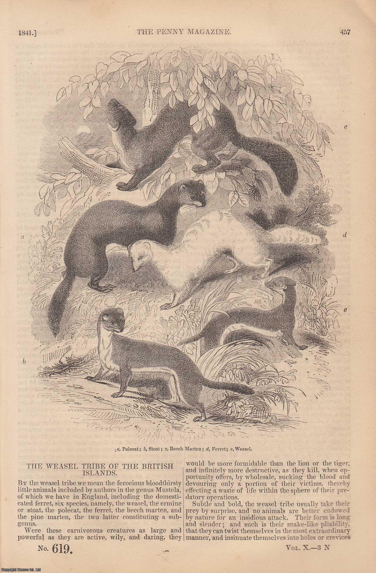 --- - The Weasel Tribe of The British Islands; The Miller and The Reve (Chaucer's Portrait Gallery); The Anemometer, or Wind-Gauge, etc. Issue No. 619, 1841. A complete rare weekly issue of the Penny Magazine, 1841.