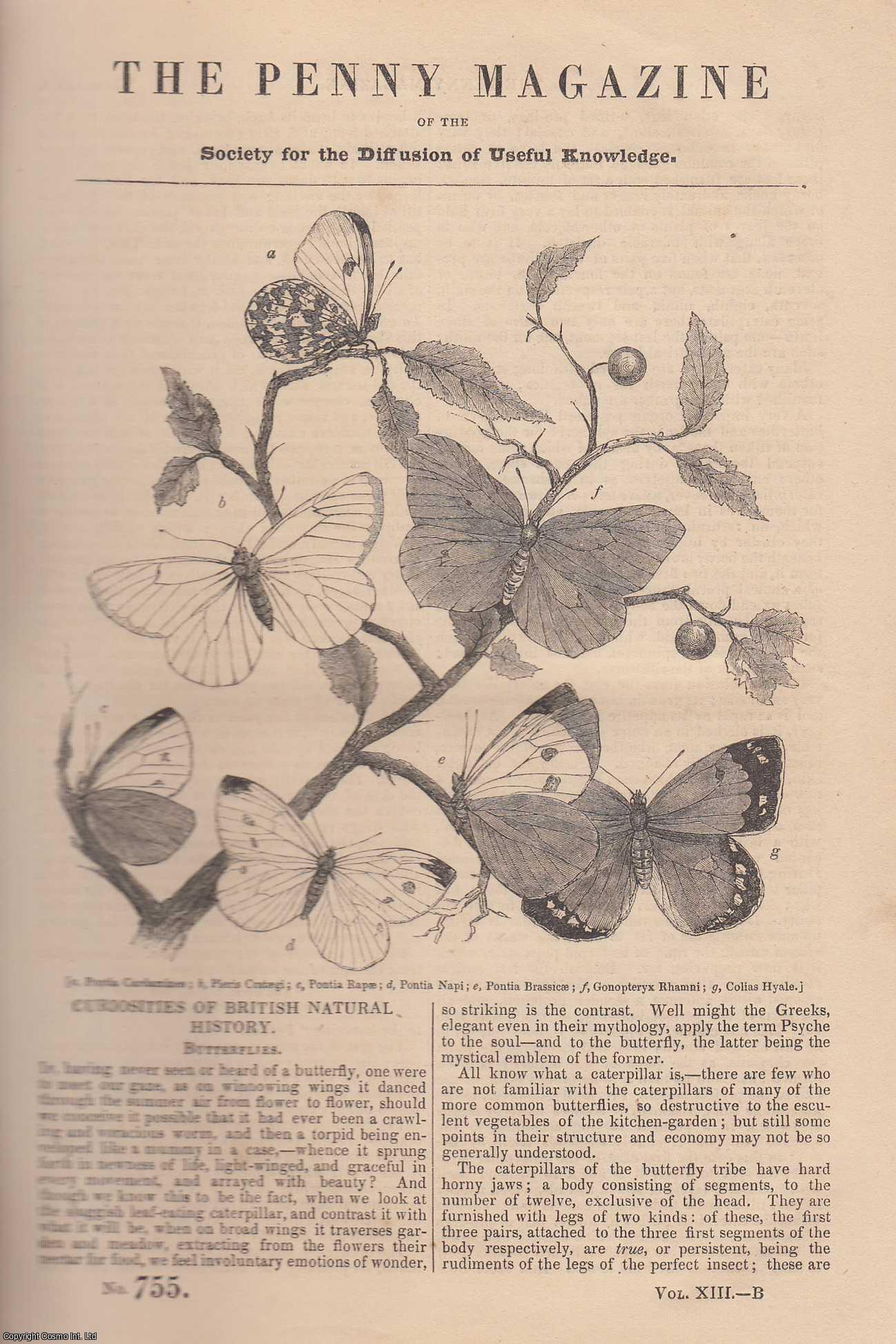 --- - Butterflies (1) (Curiosities of British Natural History); Pietro Perugino & Francesco Francia (Painters); Elastic Cement, etc. Issue No. 755, 1844. A complete rare weekly issue of the Penny Magazine, 1844.