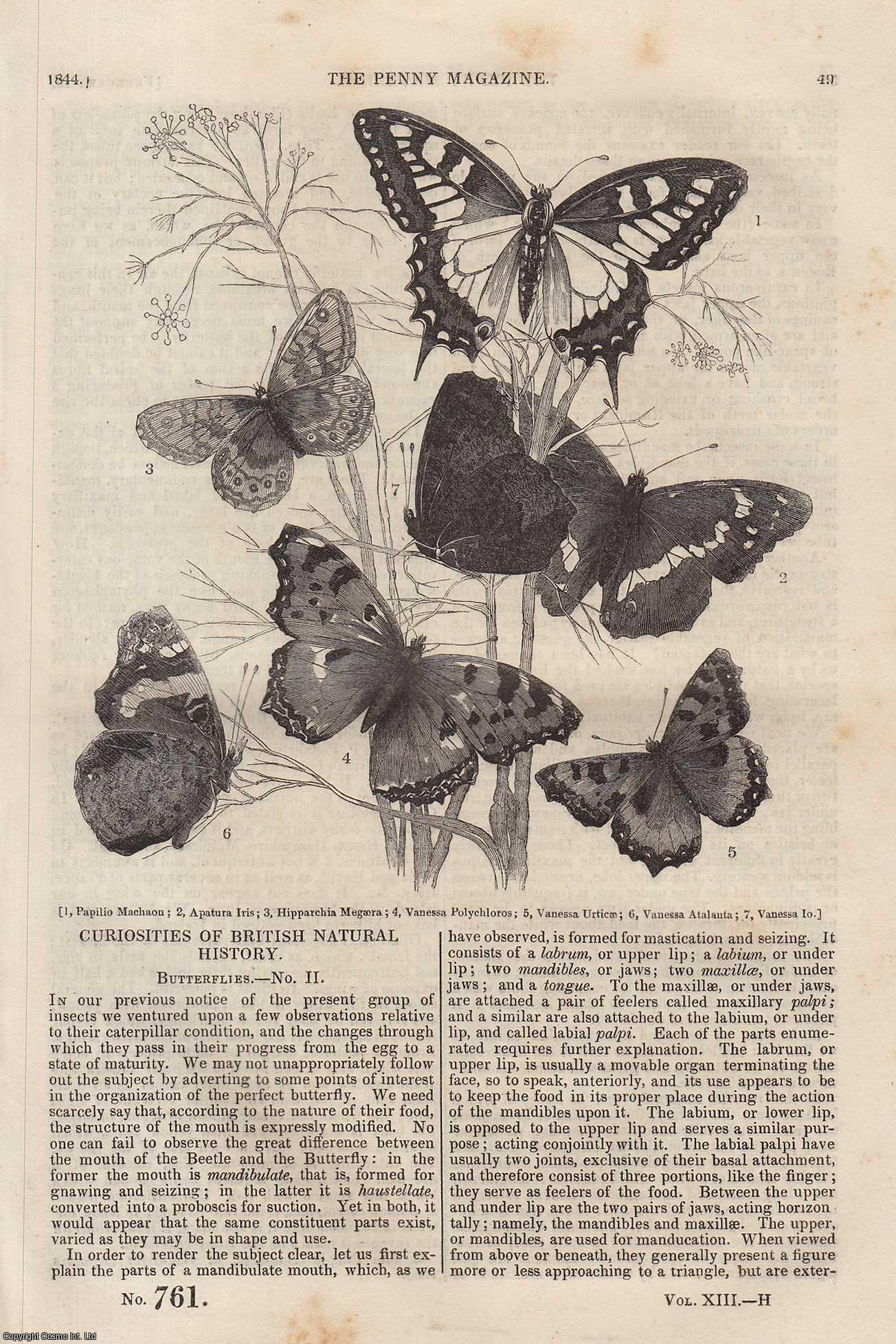 --- - Butterflies (2) (Curiosities of British Natural History); Ancient and Modern Charities; The Use of The Elm Tree, etc. Issue No. 761, 1844. A complete rare weekly issue of the Penny Magazine, 1844.