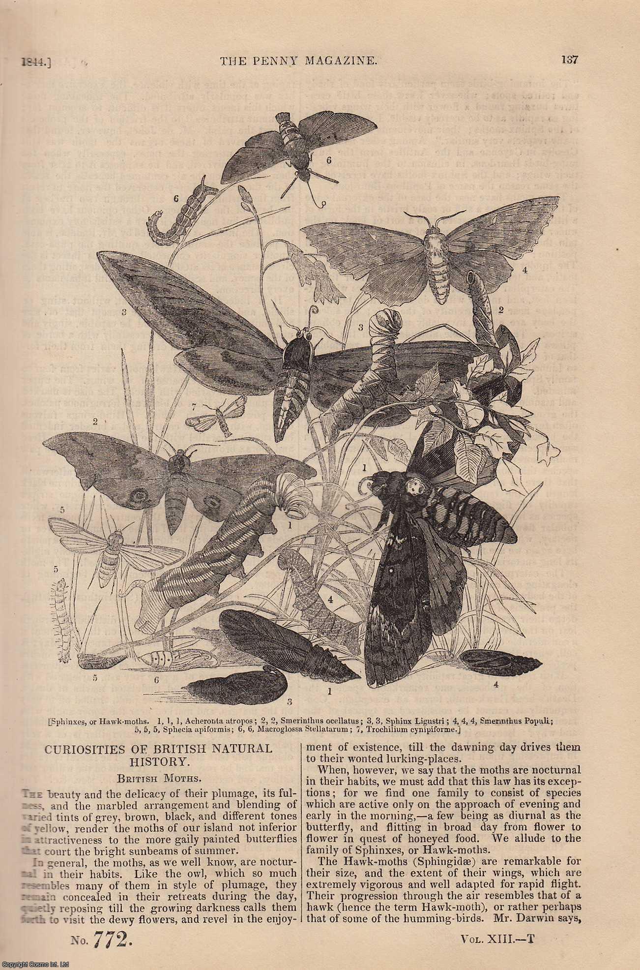 --- - British Moths (1) (Curiosities of British Natural History); The Produce of The Apple and Pear, etc. Issue No. 772, 1844. A complete rare weekly issue of the Penny Magazine, 1844.
