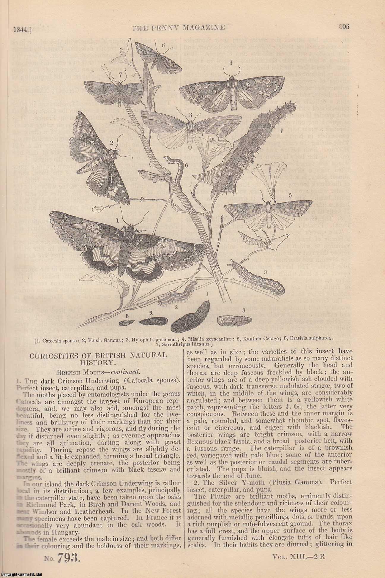 --- - British Moths (4); Topiary Work (arranging leaves & branches of a tree or shrub); Michael Angelo (3) (painter); George Psalmanazar (1) (Essayist), etc. Issue No. 793, 1844. A complete rare weekly issue of the Penny Magazine, 1844.