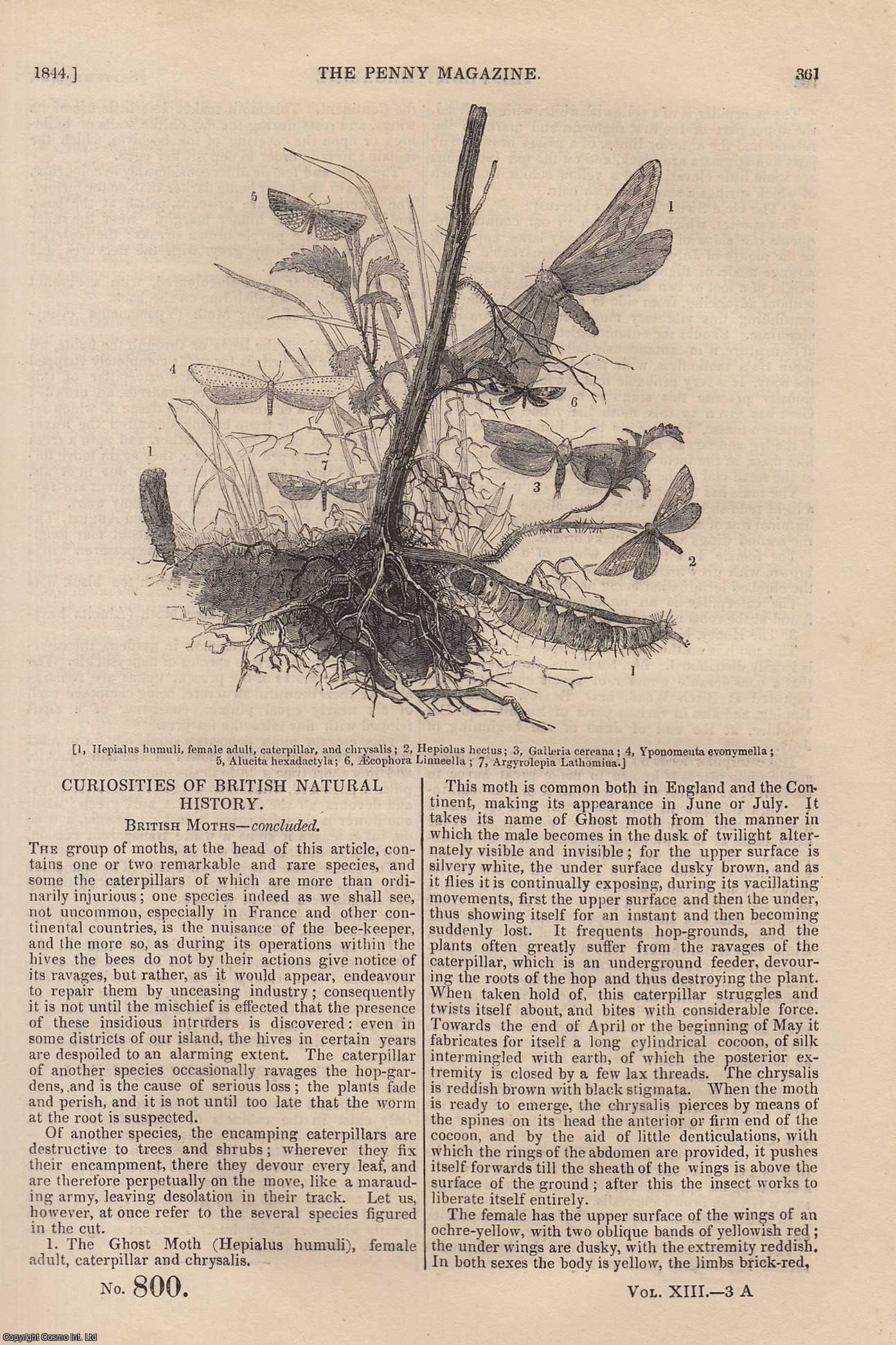 --- - British Moths (concl); The Cathedral of Chester; Occupations of The People in Great Britain, etc. Issue No. 800, 1844. A complete rare weekly issue of the Penny Magazine, 1844.