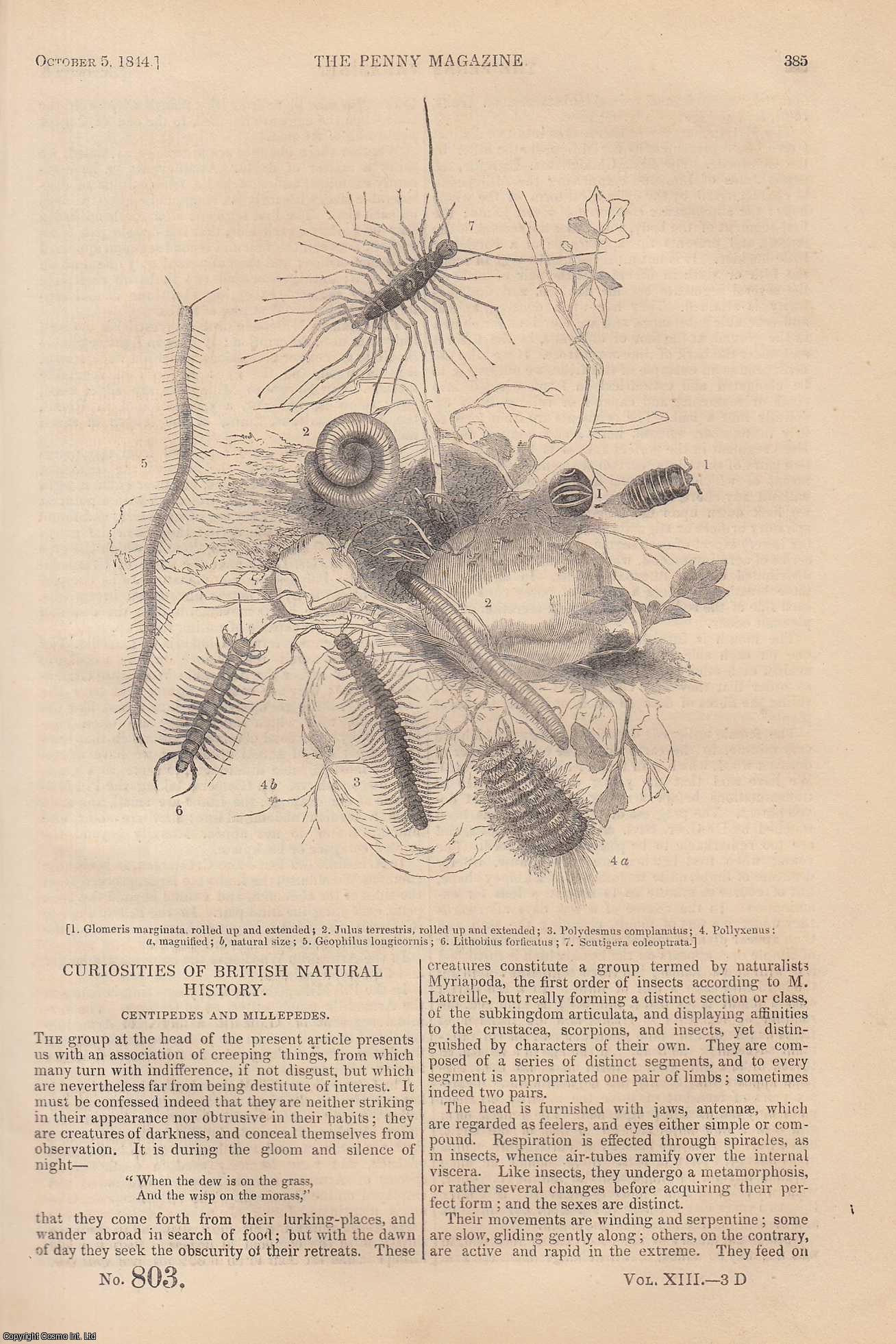 --- - Centipedes and Millepedes (Curiosities of British Natural History); Andrea Del Sarto (painter); The English and Irish Ordnance Surveys (1); The Hareem of Ibrahim Pasha, etc. Issue No. 803, 1844. A complete rare weekly issue of the Penny Magazine, 1844.