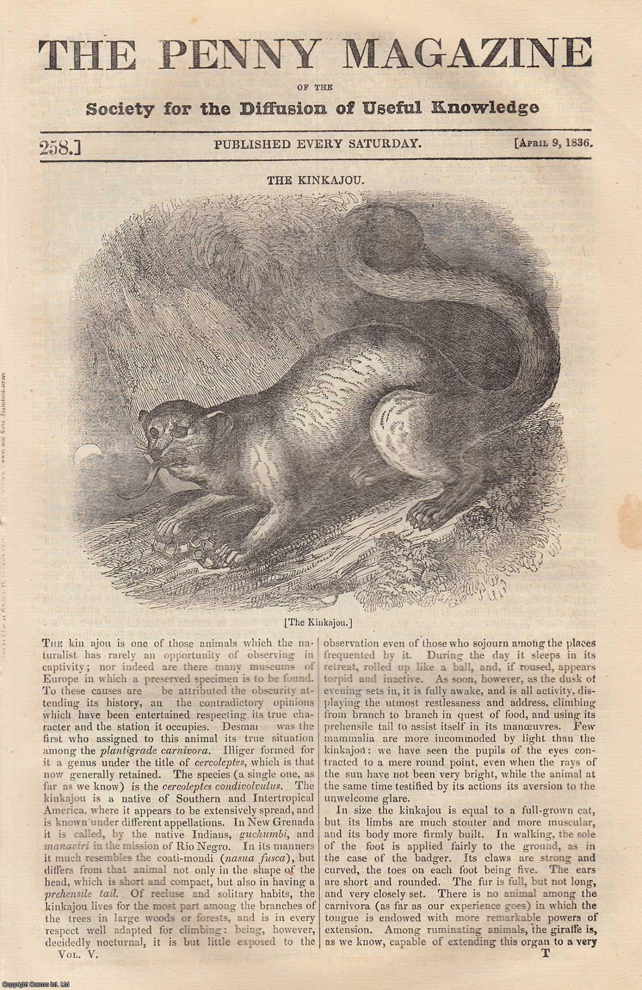 Penny Magazine - The Kinkajou (animal); The High-Wheel (spinning-wheel); The Cathedral of Laon (North of France); The Ancient Kitchen at Stanton Harcourt, etc. Issue No. 258, 1836. A complete original weekly issue of the Penny Magazine, 1836.
