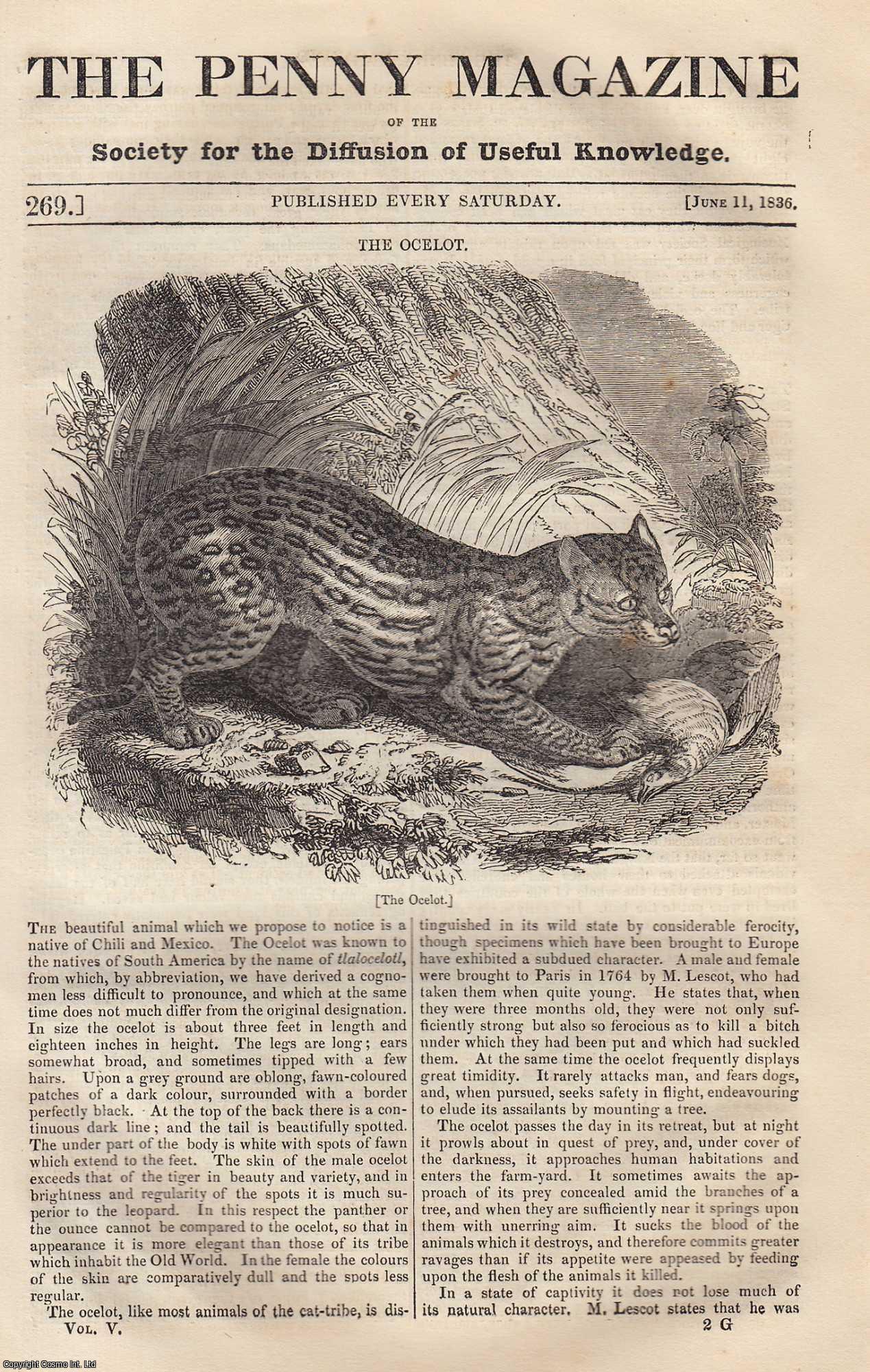 ---. - The Ocelot (animal native of Chili & Mexico); The Pilgramages of The Middle Ages; Siamese Narration of a Shipwreck on The South Coast of Africa (concluded); The Cow-Martingale of Normandy, etc. Issue No. 269, 1836. A complete rare weekly issue of the Penny Magazine, 1836.