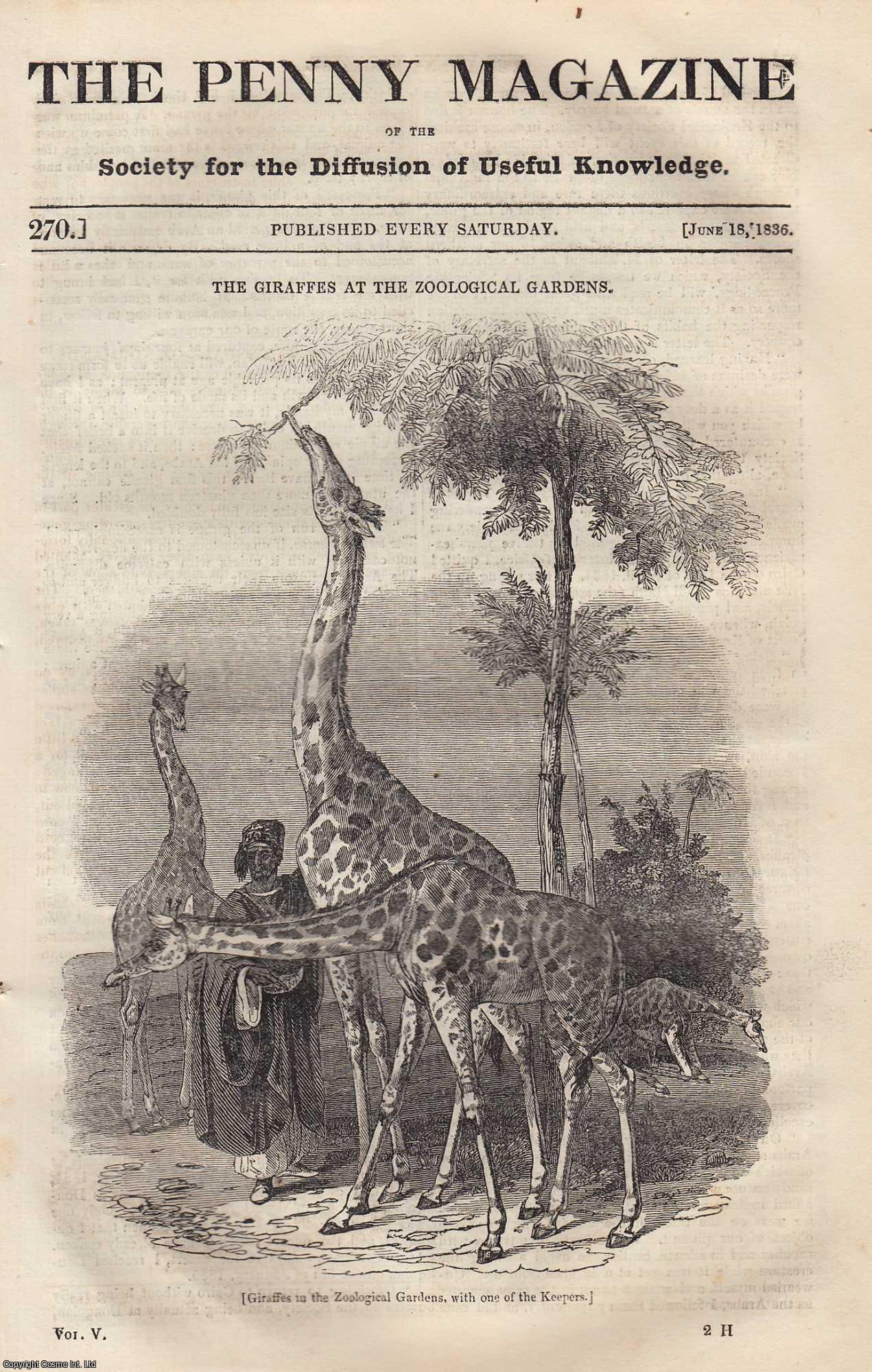 ---. - The Giraffes at The Zoological Gardens (London); The Glyptothek: National Galleries For The Fine Arts of Munich; Arts of Ancient Egypt, Glass & Porcelain; Importance of The Cultivation of The Vine (Wine) in France, etc. Issue No. 270, 1836. A complete rare weekly issue of the Penny Magazine, 1836.