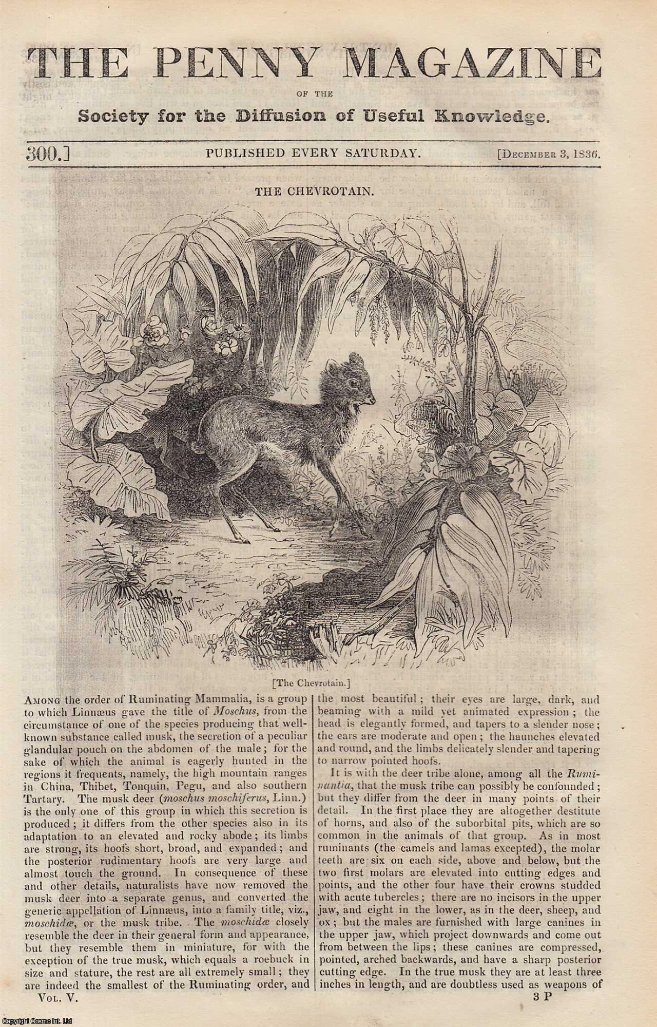 Penny Magazine - The Chevrotain (animal); Maple Sugar-Making; Corfe Castle, Dorsetshire; Agriculture Gardening of China (part 4), etc. Issue No. 300, 1836. A complete original weekly issue of the Penny Magazine, 1836.