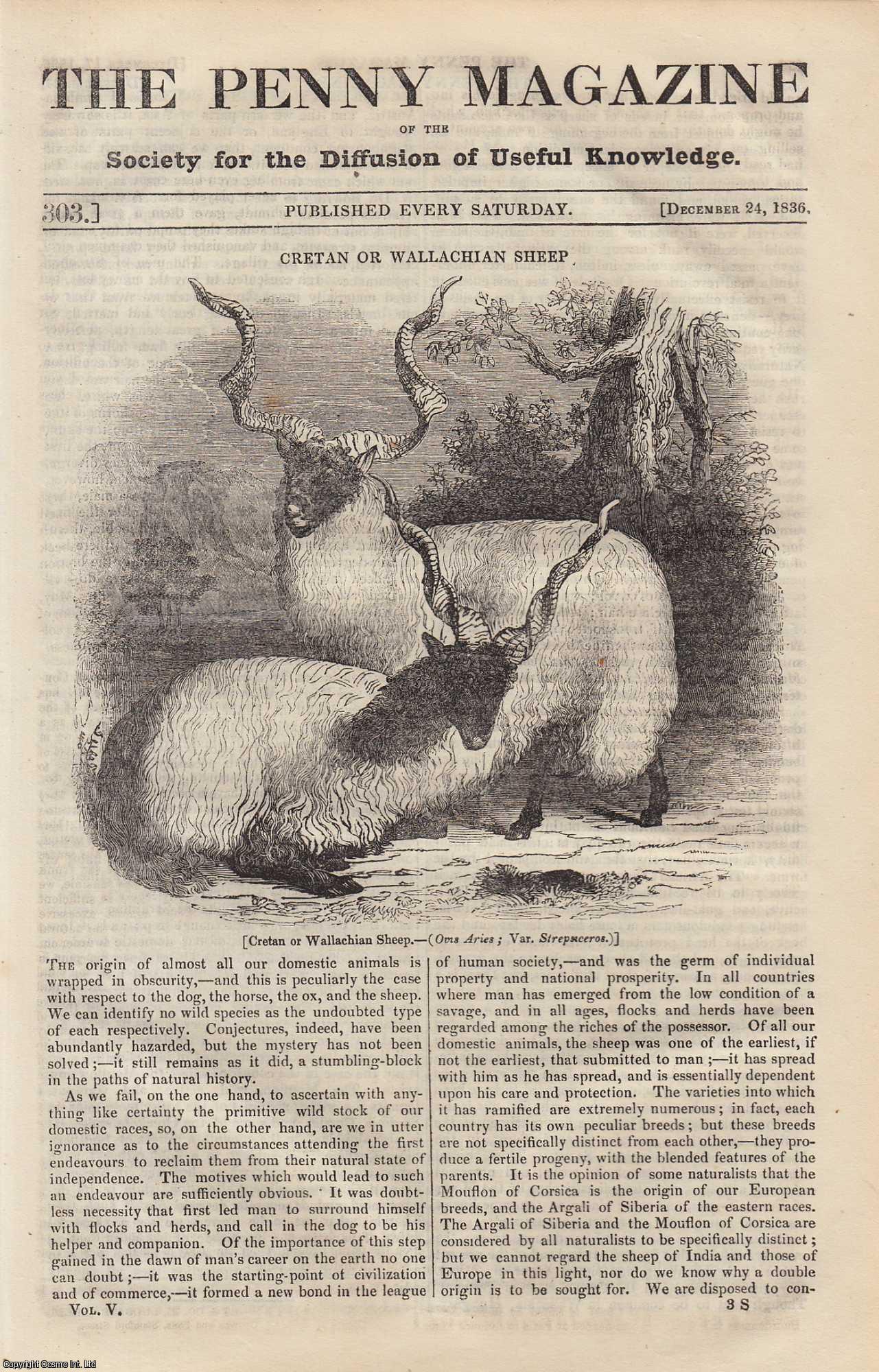 Penny Magazine - Cretan or Wallachian Sheep; William Hutton (part 5) (bookseller & stationer); The City of Stockholm; Lead Mines in Britain Worked by The Romans, etc. Issue No. 303, 1836. A complete original weekly issue of the Penny Magazine, 1836.