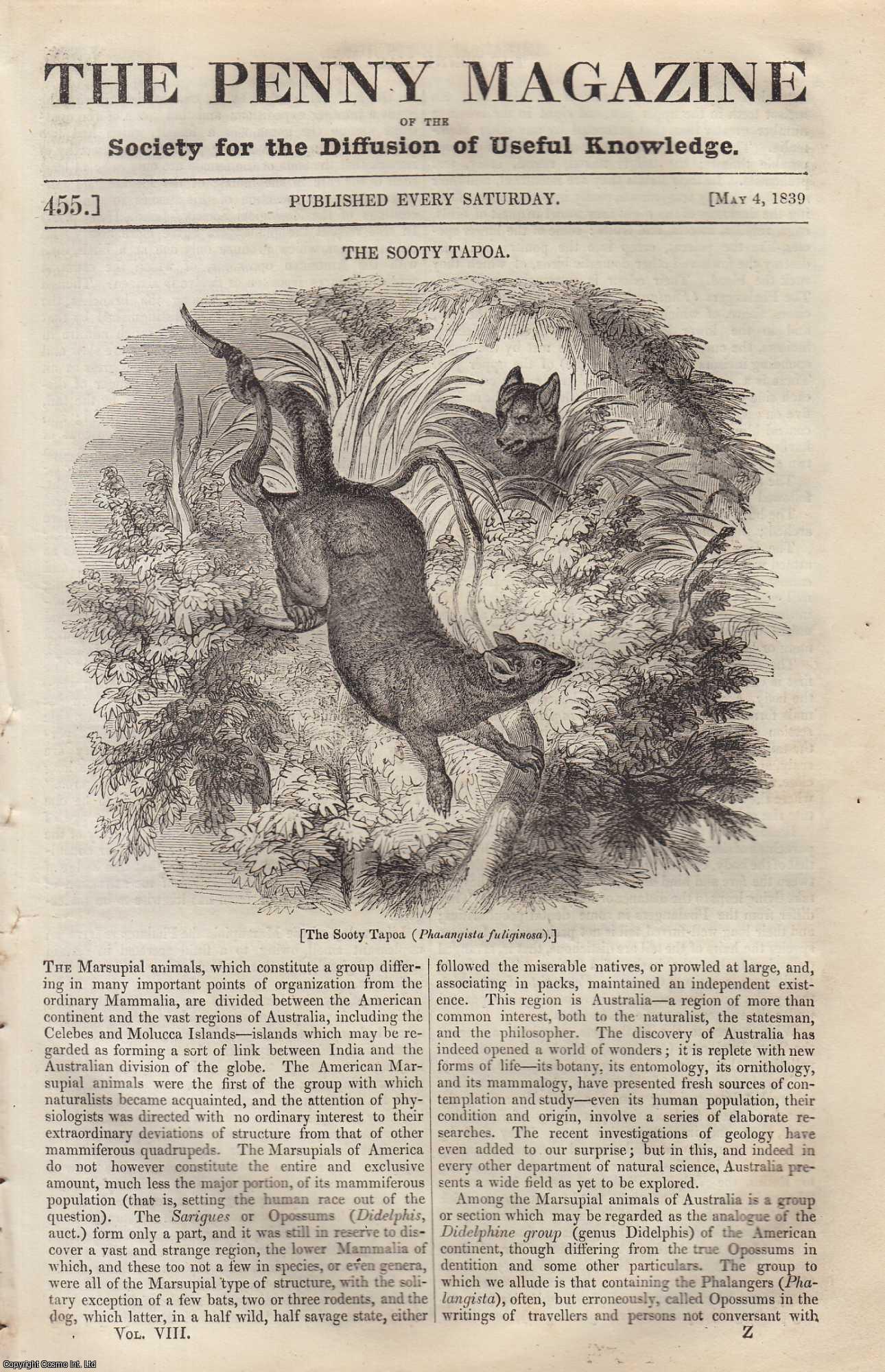 Penny Magazine - The Sooty Tapoa (Marsupial Animals); Self-Supporting Institutions For Orphans Amongst The Irish Poor; Cadiz (City in Spain), etc. Issue No. 455, 1839. A complete original weekly issue of the Penny Magazine, 1839.