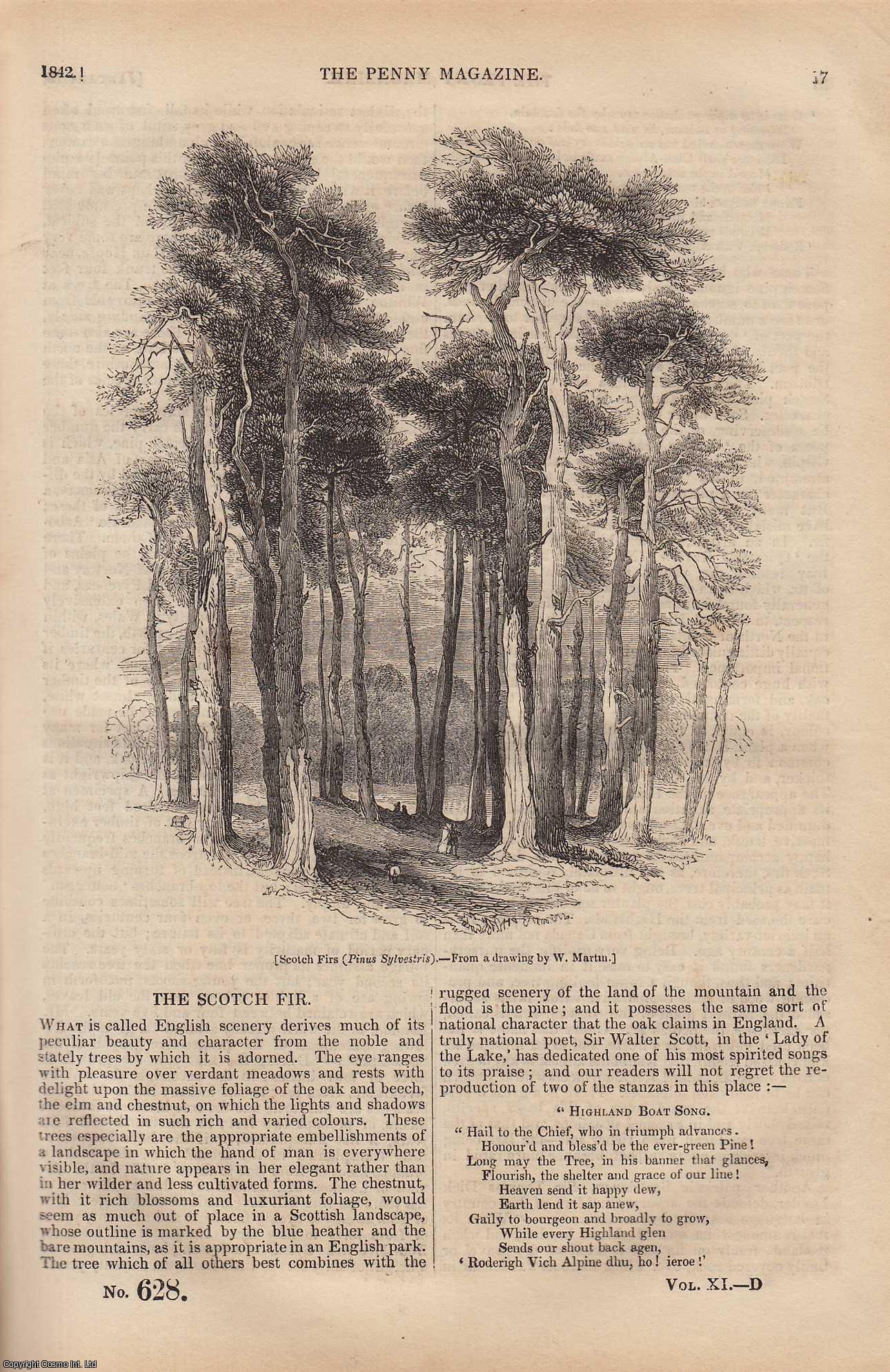 ---. - The Scotch Fir Tree (Pinus Sylvestris); Roman Brigands; Dr. John Radcliffe and The Radcliffe Library, etc. Issue No. 628, 1842. A complete rare weekly issue of the Penny Magazine, 1842.