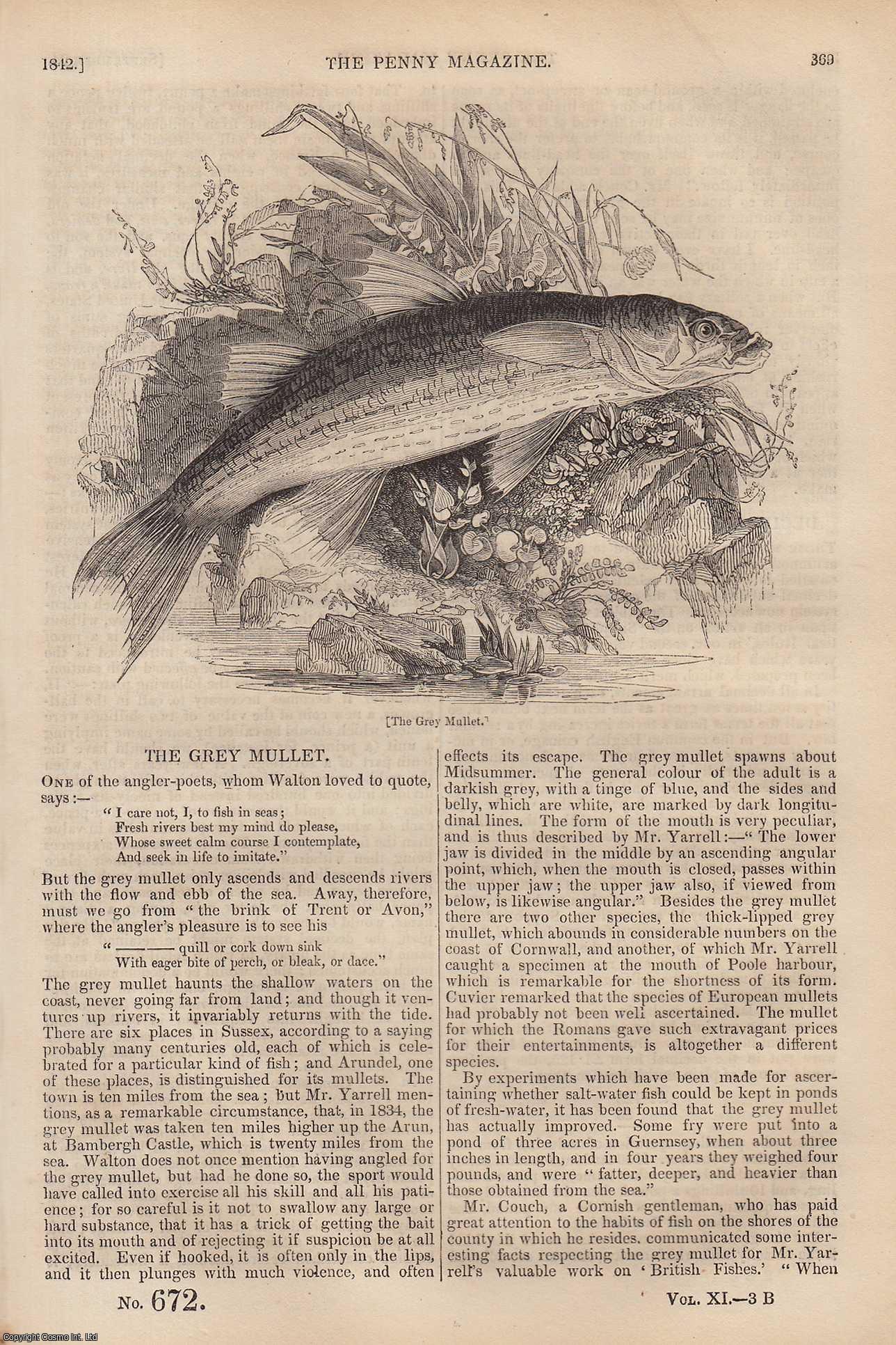 ---. - The Grey Mullet (fish); New Abbey, or Abbey of Sweet-Heart; Decimal Division of The Coinage; Rivers, Geographically Considered (part 5), etc. Issue No. 672, 1842. A complete rare weekly issue of the Penny Magazine, 1842.