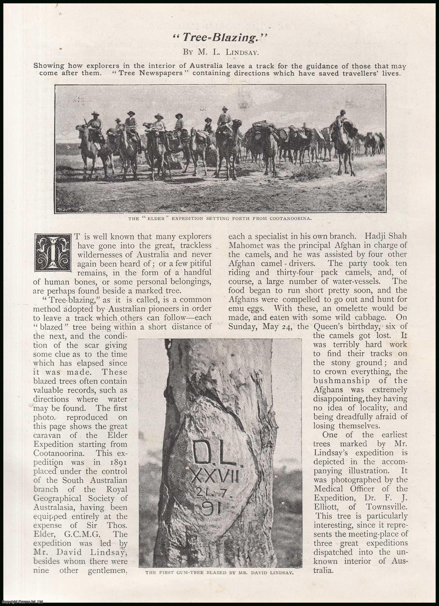 M. L. Lindsay - Tree Blazing in Australia : An account of signs and signals left on tree trunks by various expeditions in the uncharted regions of Australia. An uncommon original article from the Wide World Magazine, 1898.