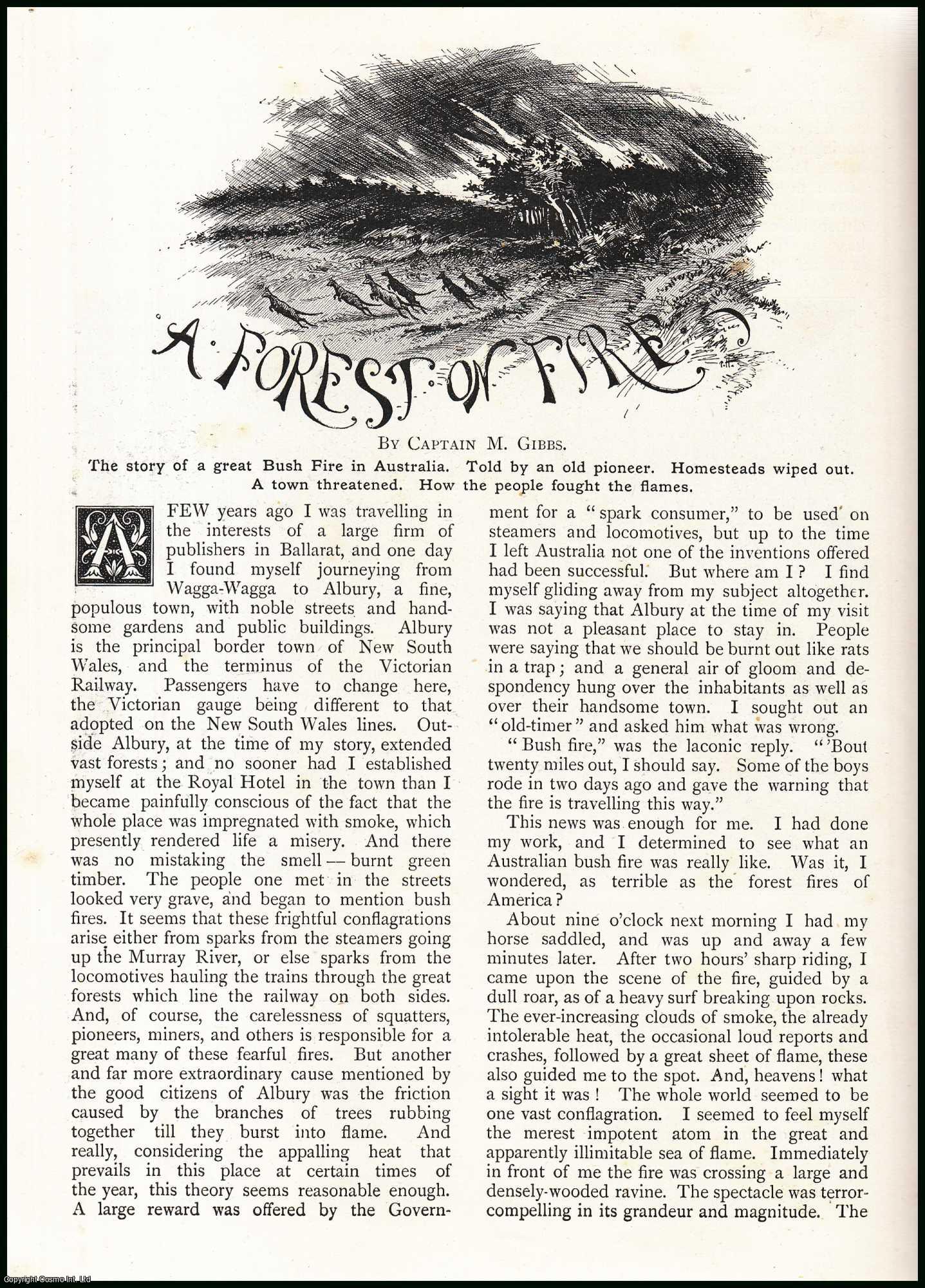 Captain M. Gibbs - A Forest on Fire : The story of a great bush fire in Albury, NSW, Australia. Homesteads wiped out, a town threatened and how the people fought the flames. An uncommon original article from the Wide World Magazine, 1898.