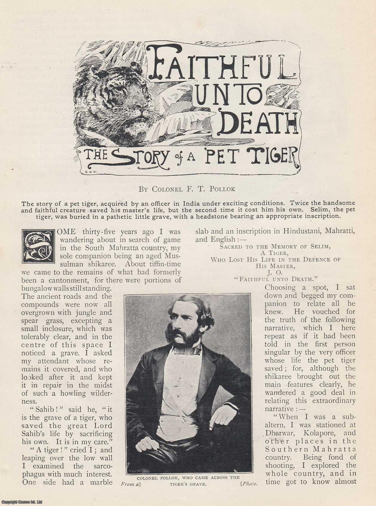 Colonel F. T. Pollok - Faithful Unto Death. The Story of a Pet Tiger. [India]. An uncommon original article from the Wide World Magazine, 1899.