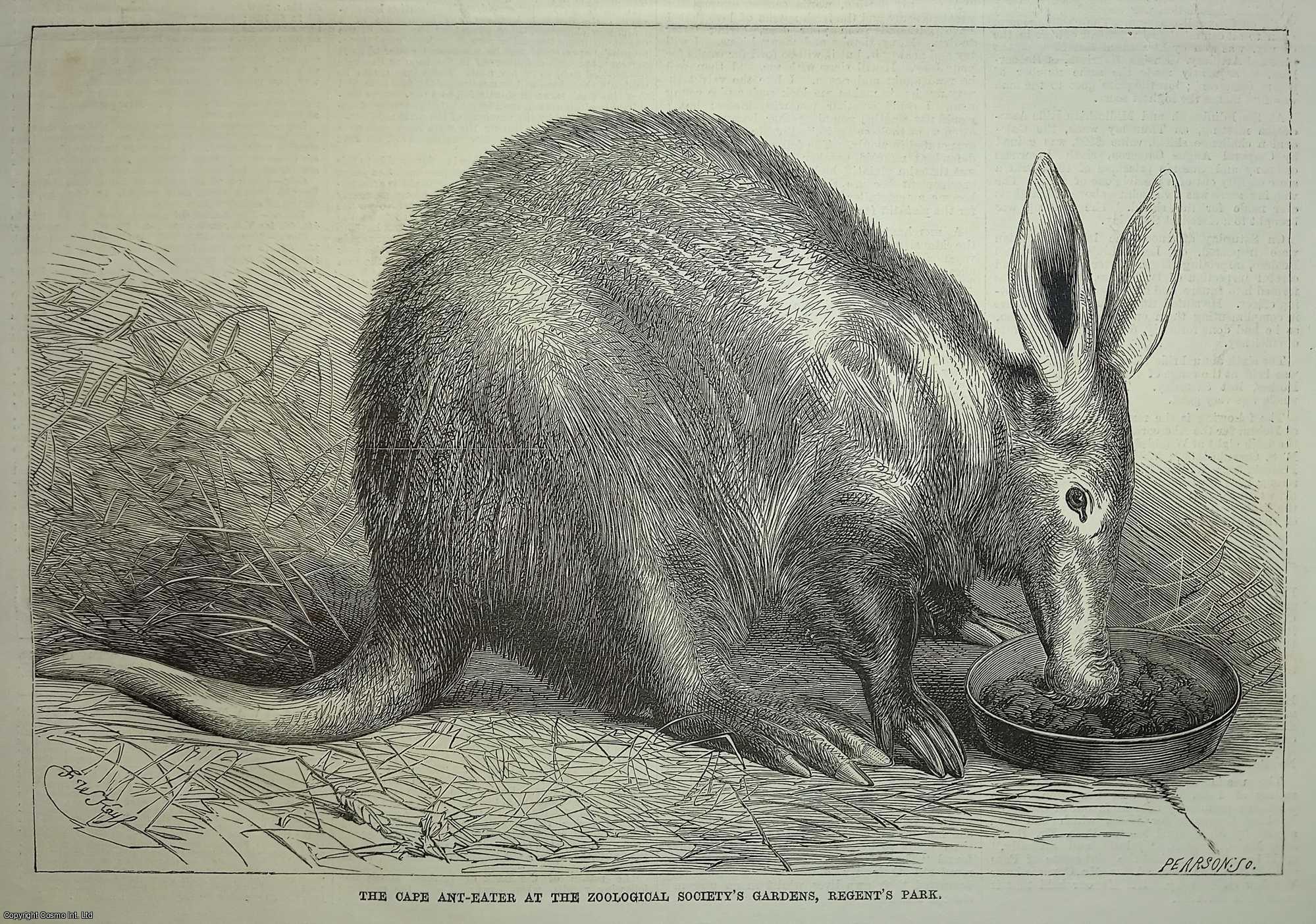 THE AARDVARK - The Cape Ant-Eater or Aardvark. An original woodcut engraving from the Illustrated London News, 1869.