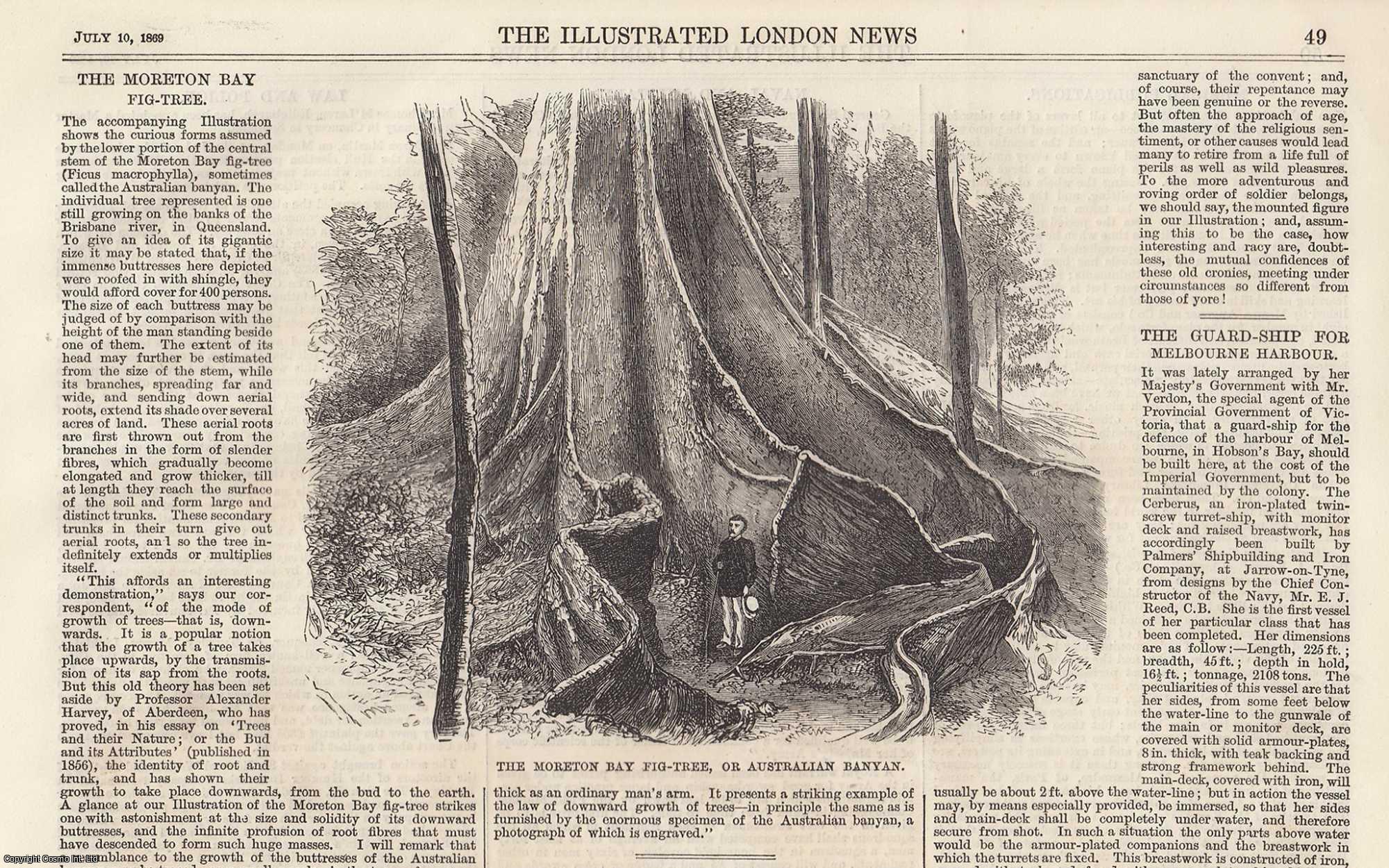 AUSTRALIA - The Moreton Bay Fig-Tree, or Australian Banyan. An original woodcut engraving from the Illustrated London News, 1869.