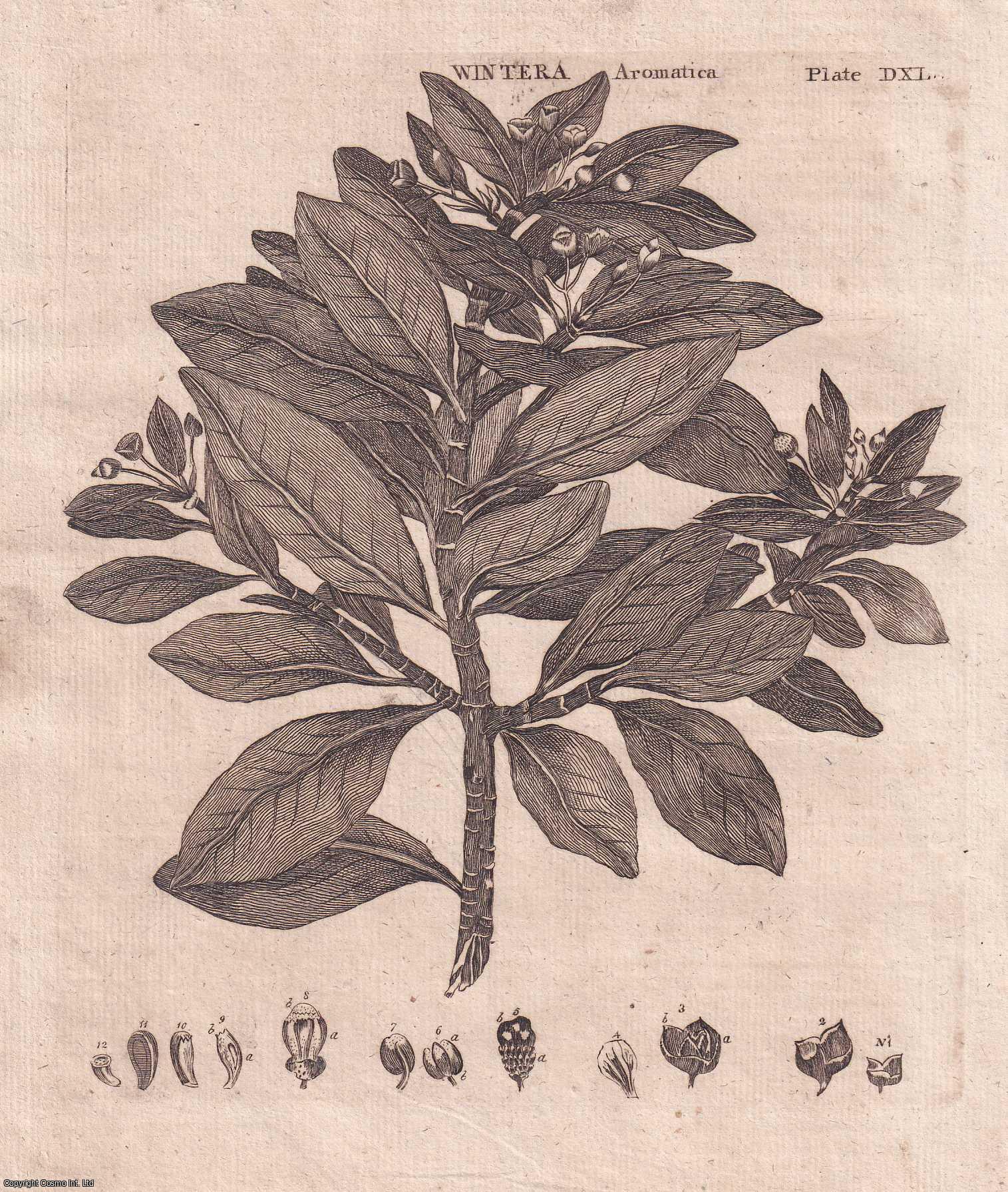 George Gleig (editor) - Wintera plants. With an engraved copper plate. A rare original article from the Encyclopaedia Britannica, Dublin Edition 1797.