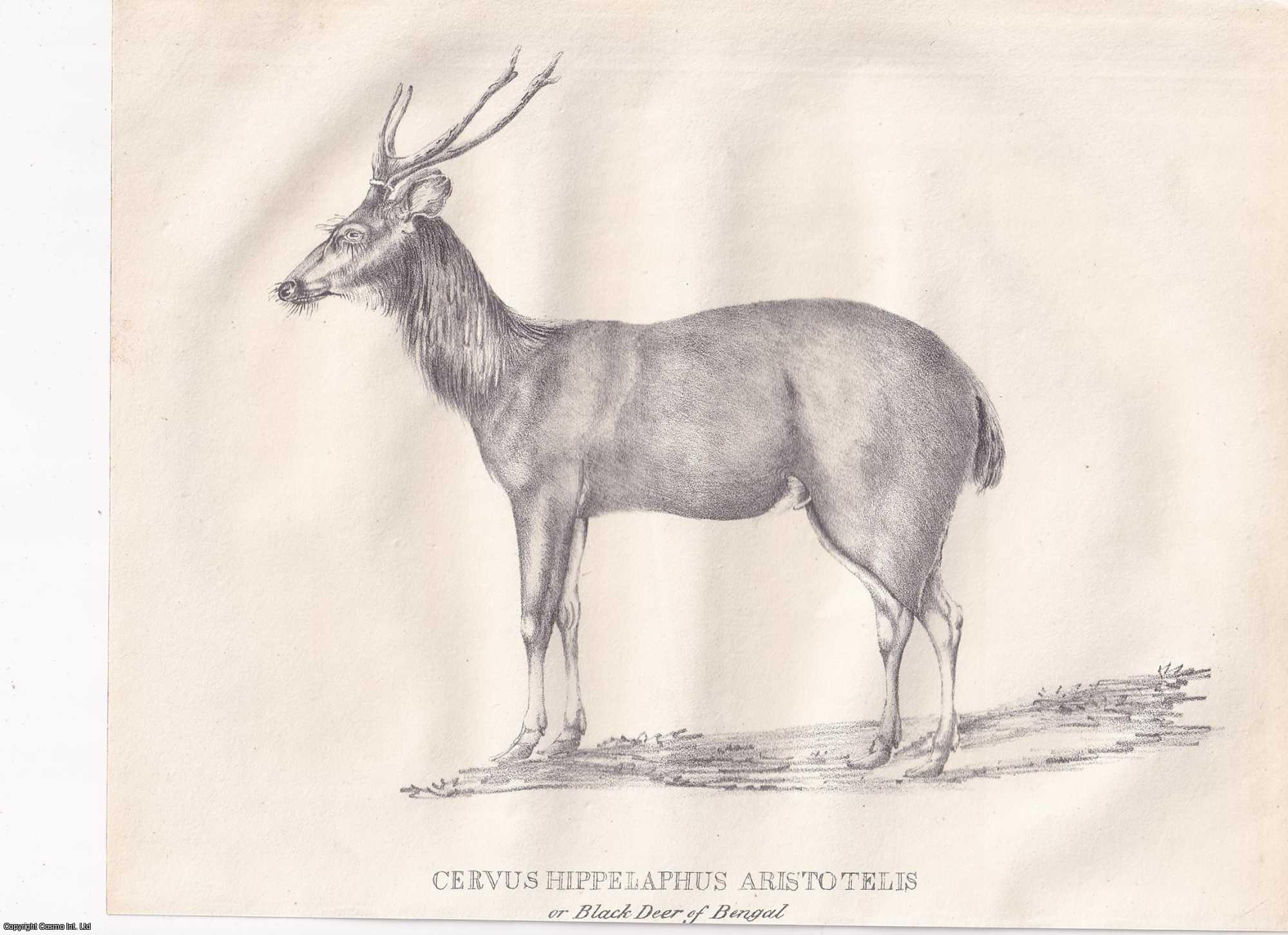 Mons. A. Duvaucel - On the Black Deer of Bengal. An original article extracted from Asiatic Researches; or Transactions of the Society Instituted in Bengal, 1825. [Afterwards known as The Asiatic Society of Bengal].