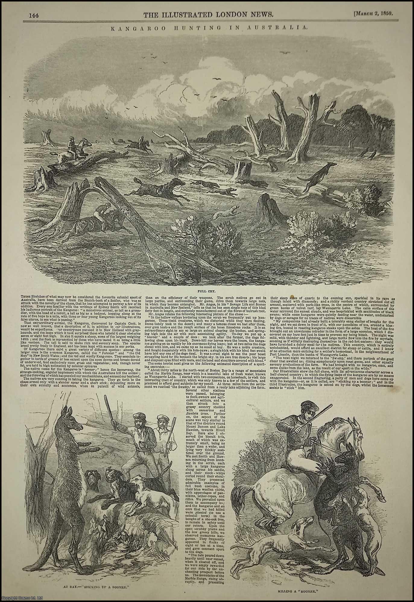 AUSTRALIA - Kangaroo Hunting in Australia. An original print from the Illustrated London News, 1850.