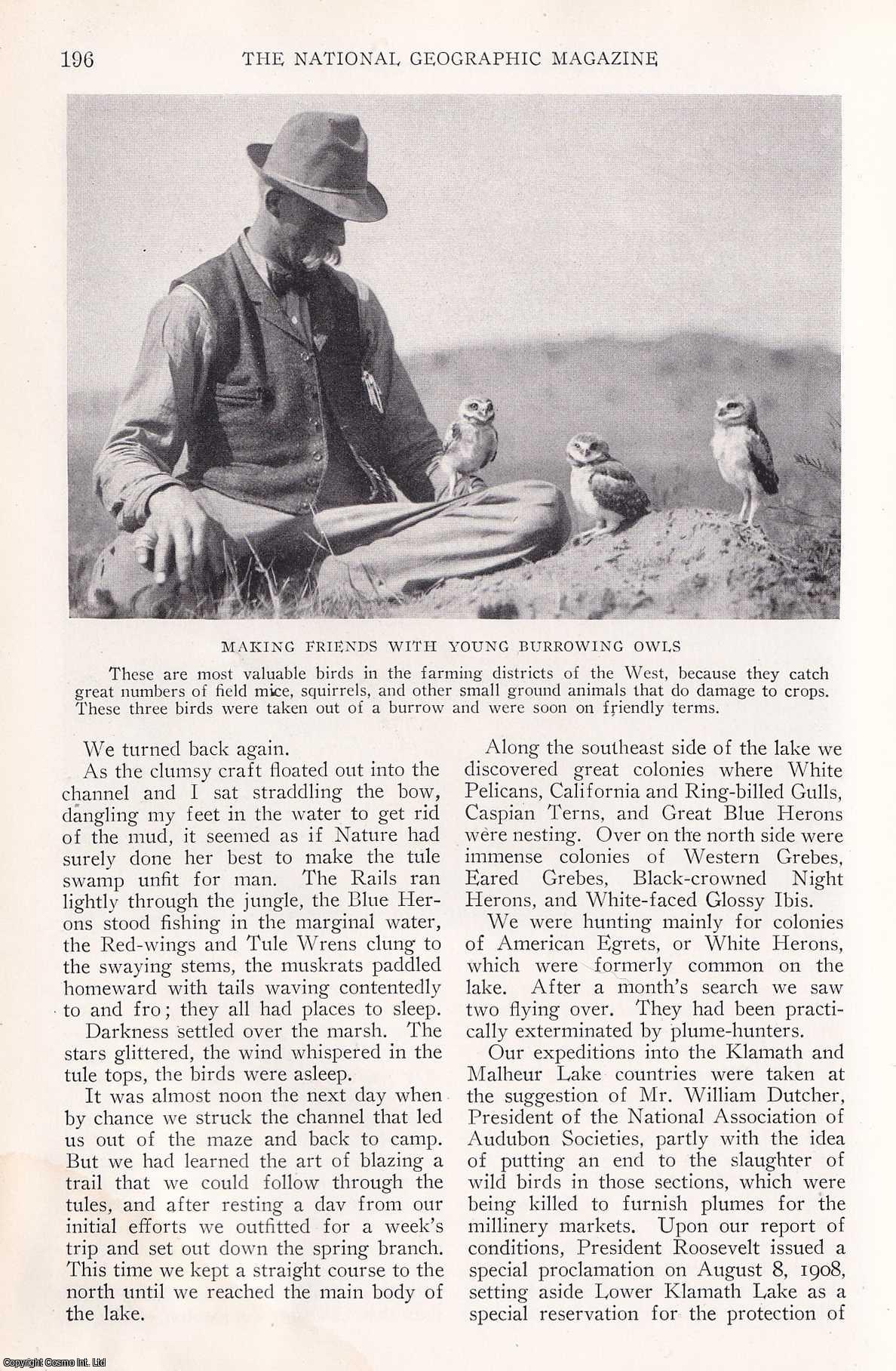 William L. Finlay - Hunting Birds with a Camera. A Record of Twenty Years of Adventure in Obtaining Photographs of Feathered Wild Life in America. An original article from the National Geographic Magazine, 1923.