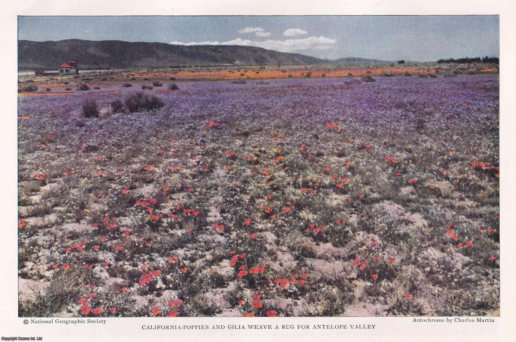 CALIFORNIAN FLORA - California, Our Lady of Flowers. By Chapin Hall. An original article from the National Geographic Magazine, 1929.
